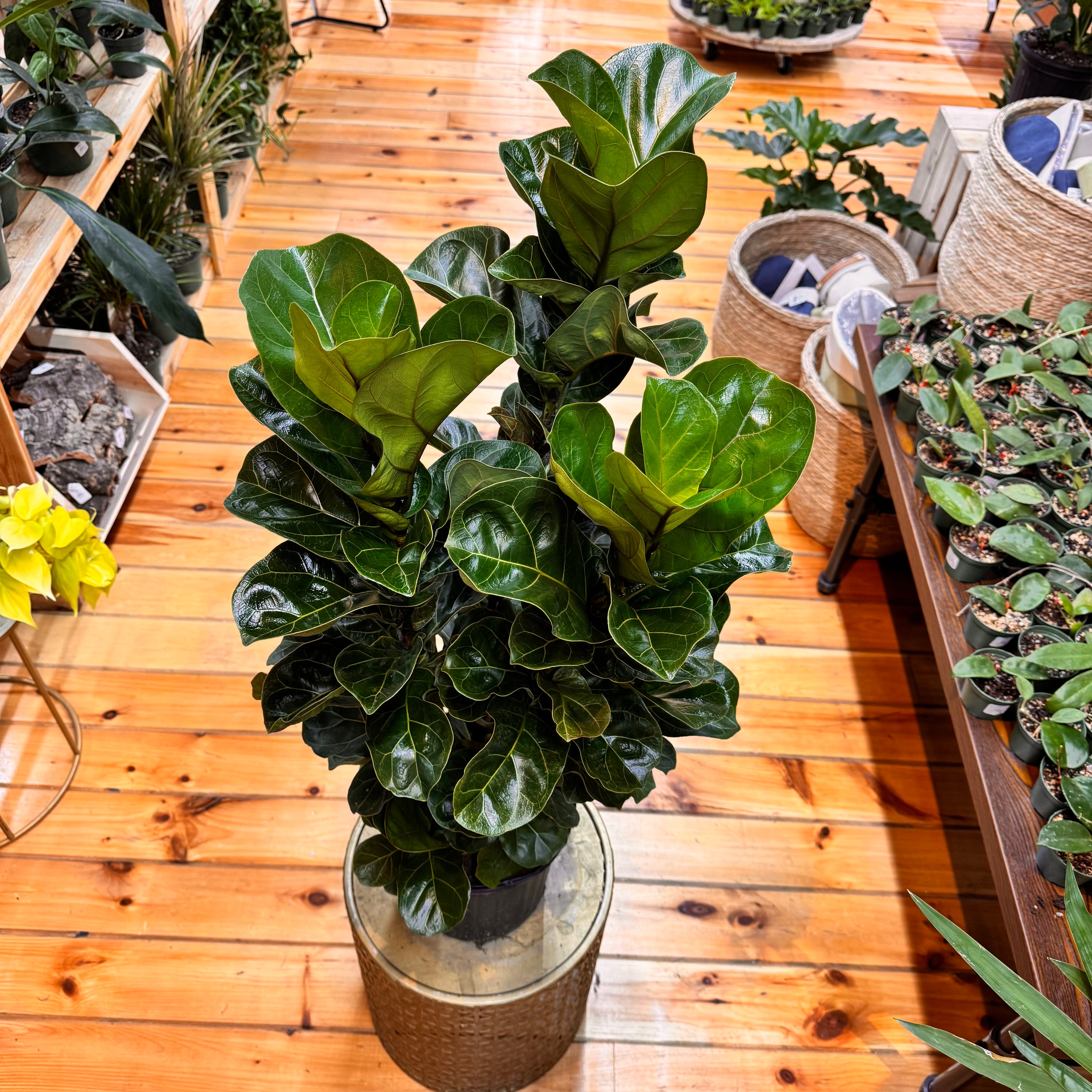 Ficus Bambino