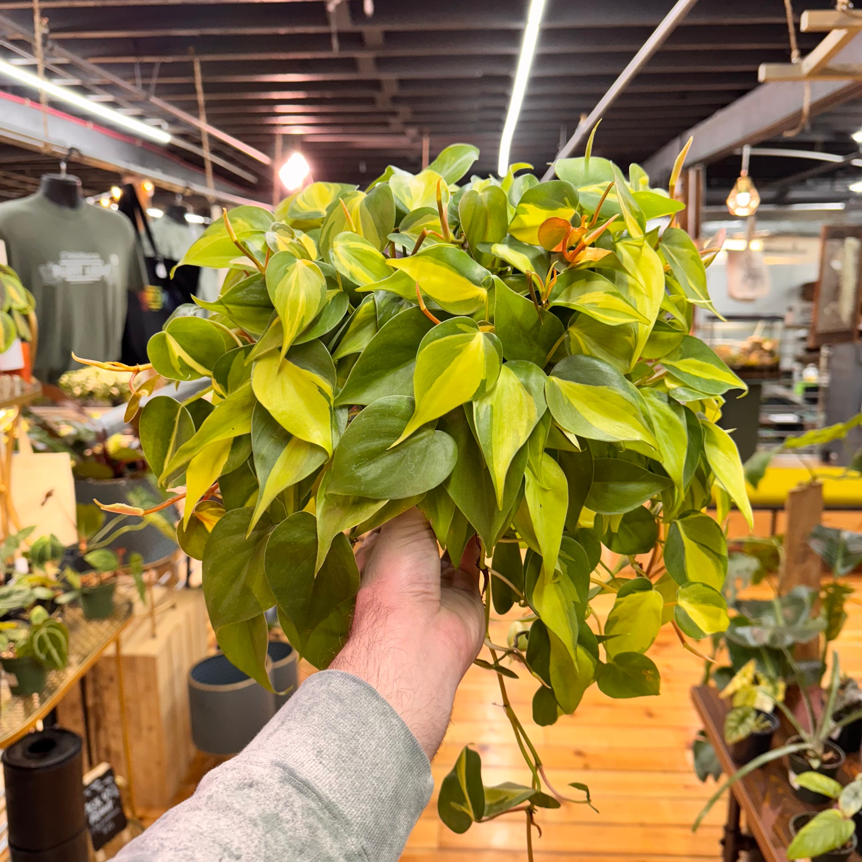 Philodendron Brasil