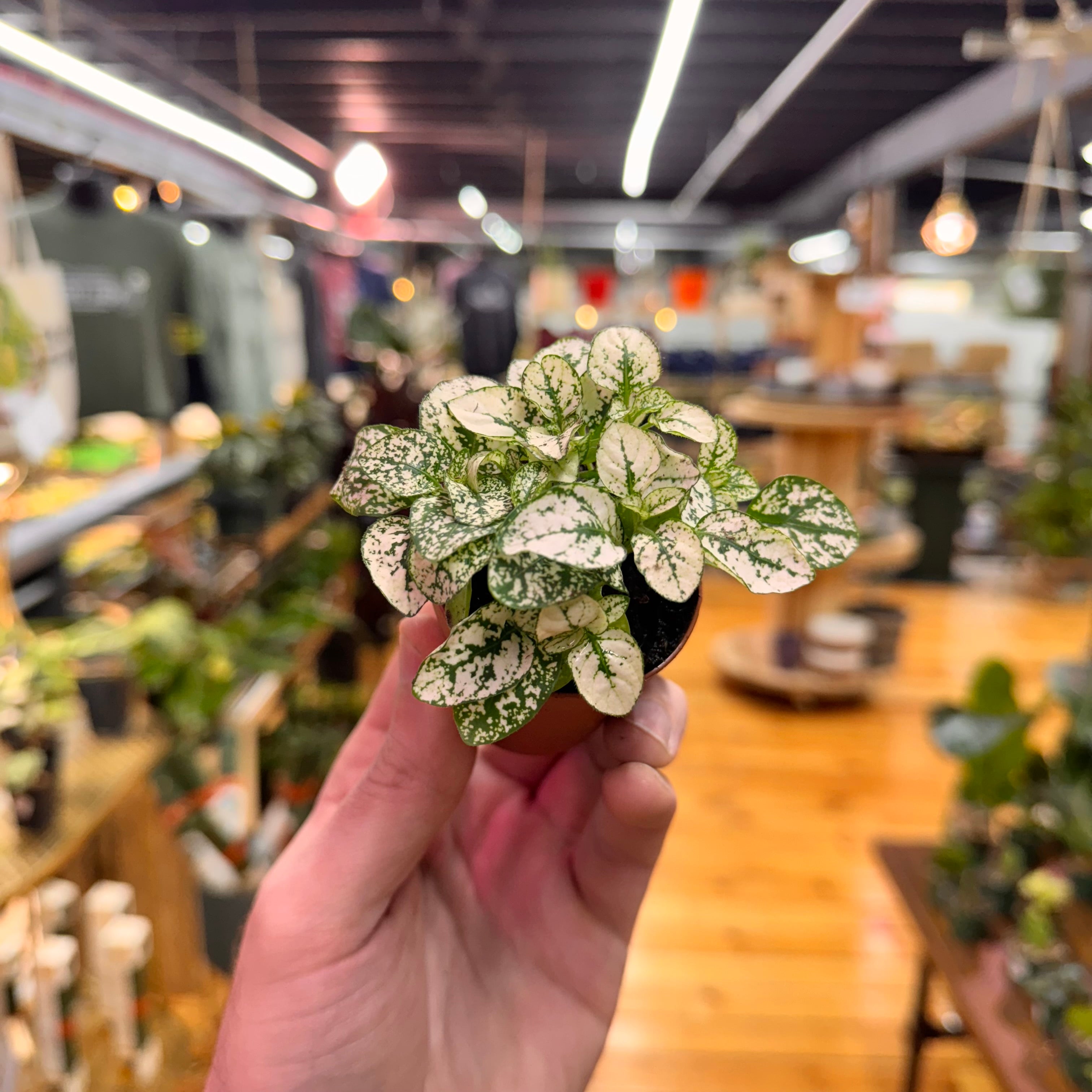 Hypoestes Polka Dot