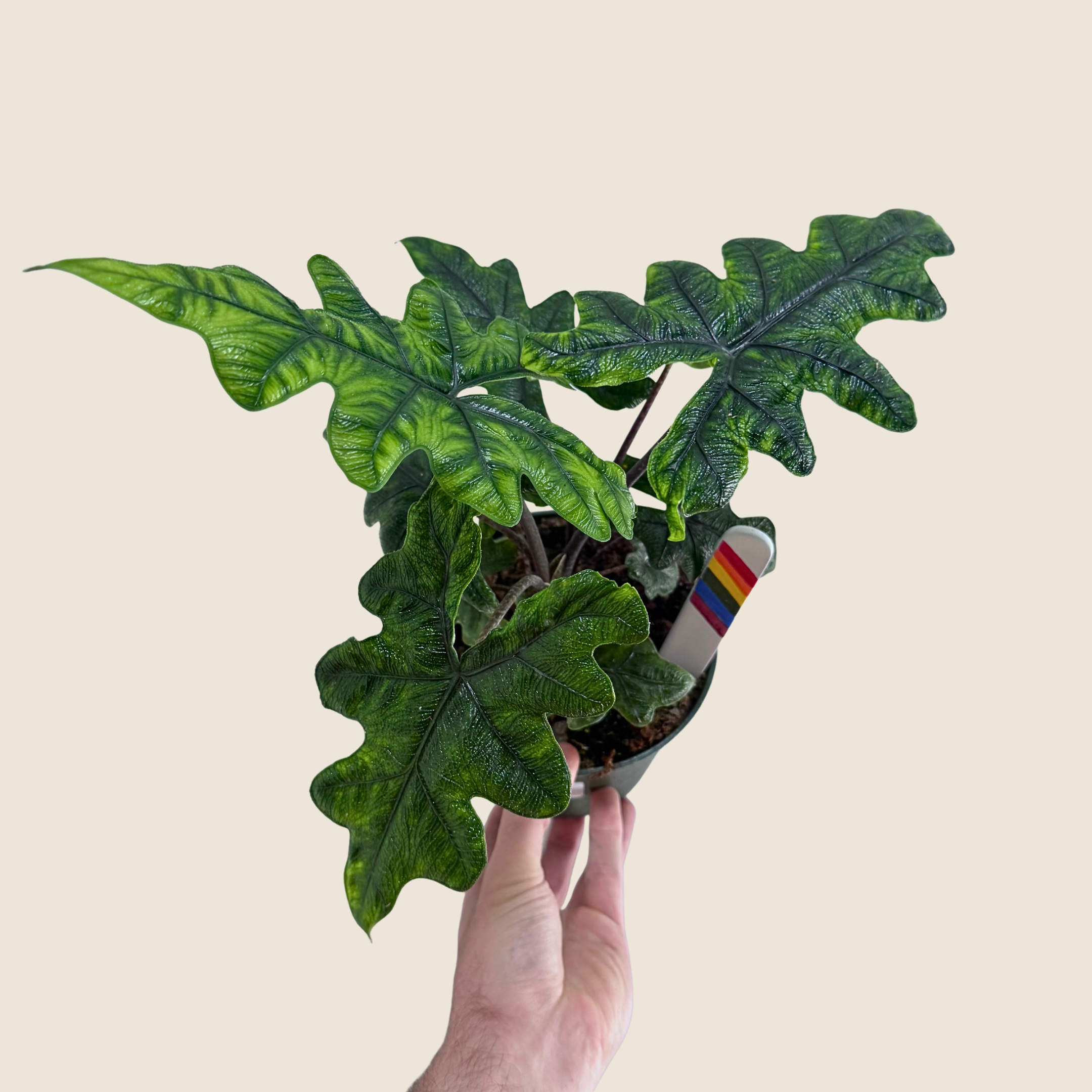 Alocasia Jacklyn
