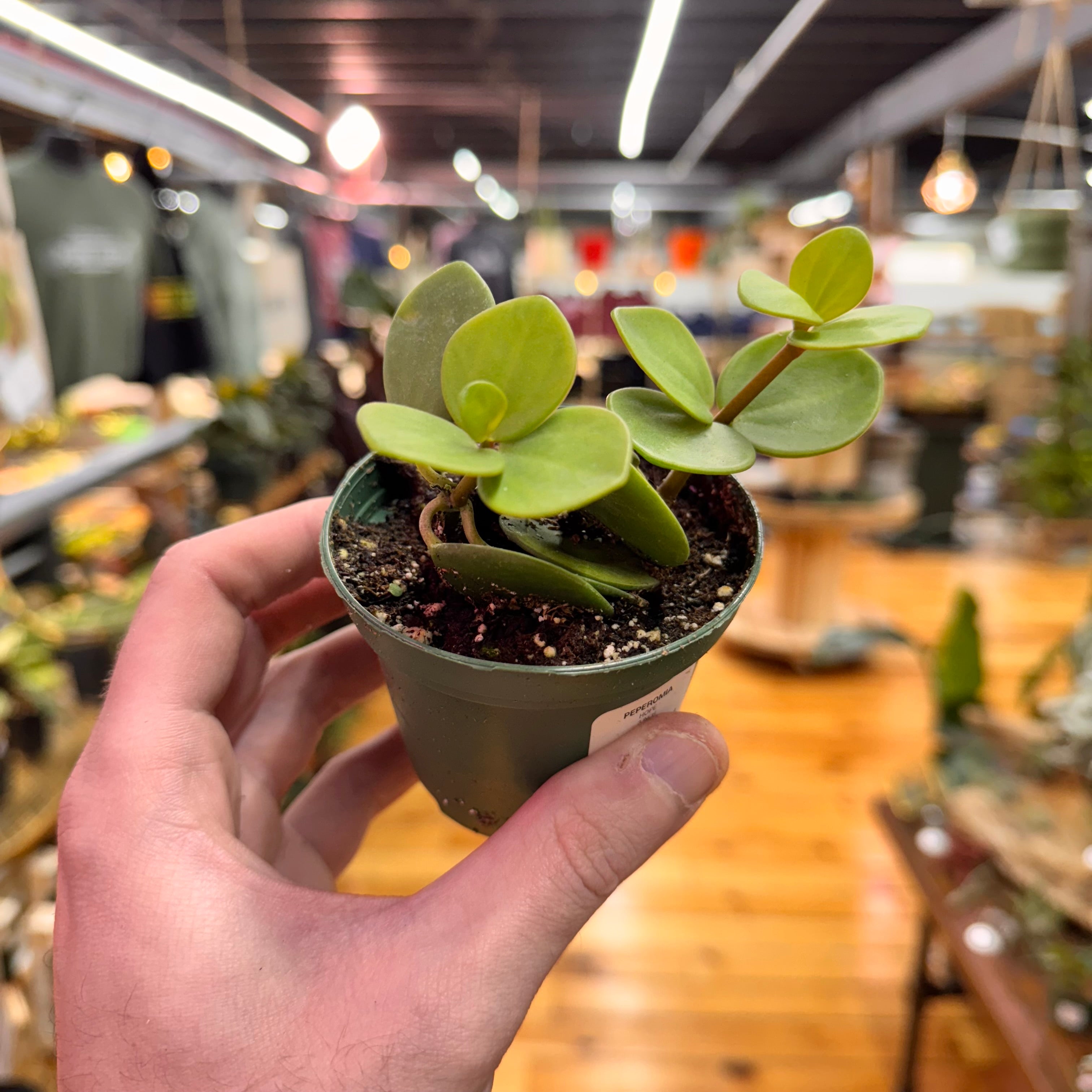 Peperomia Hope