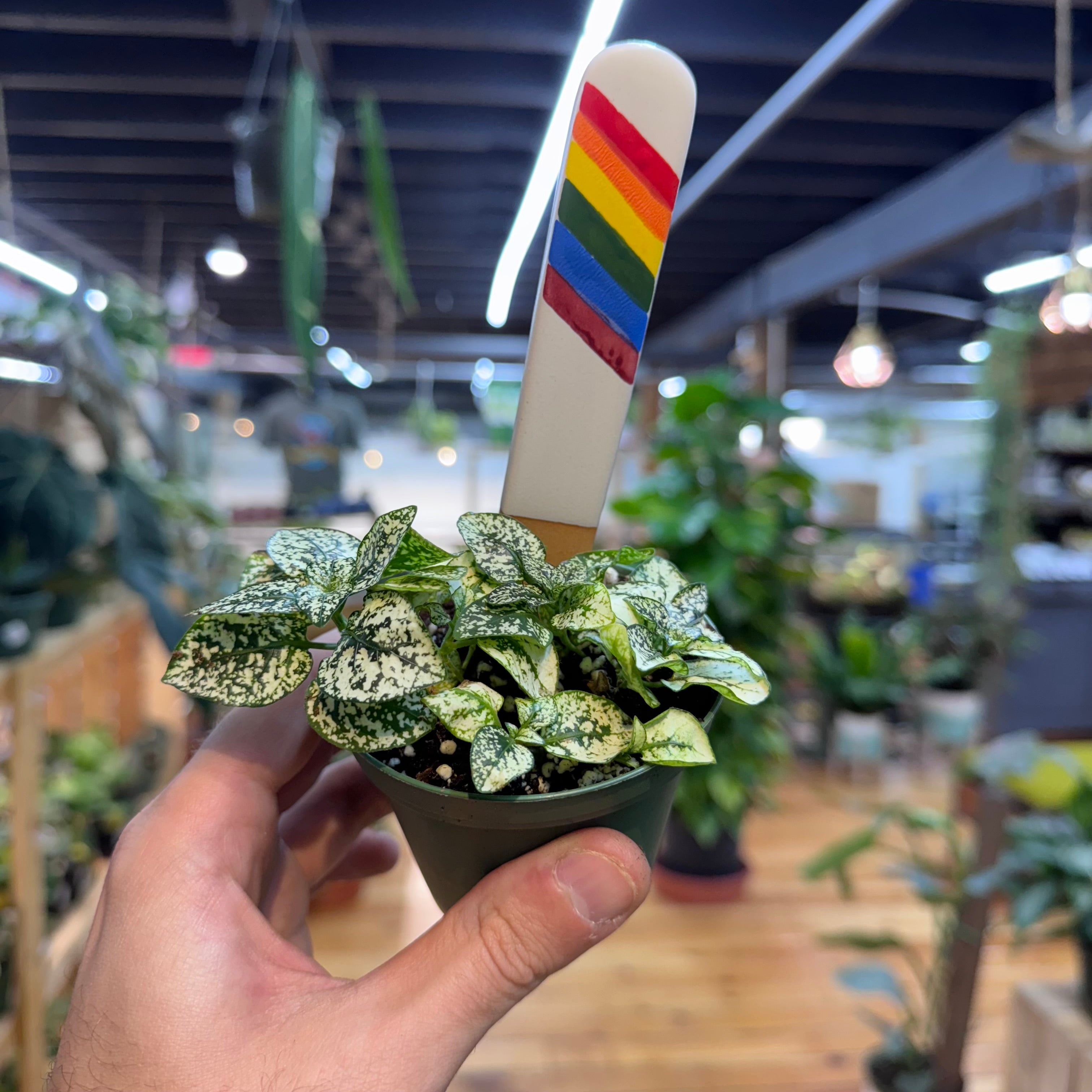 Hypoestes Polka Dot