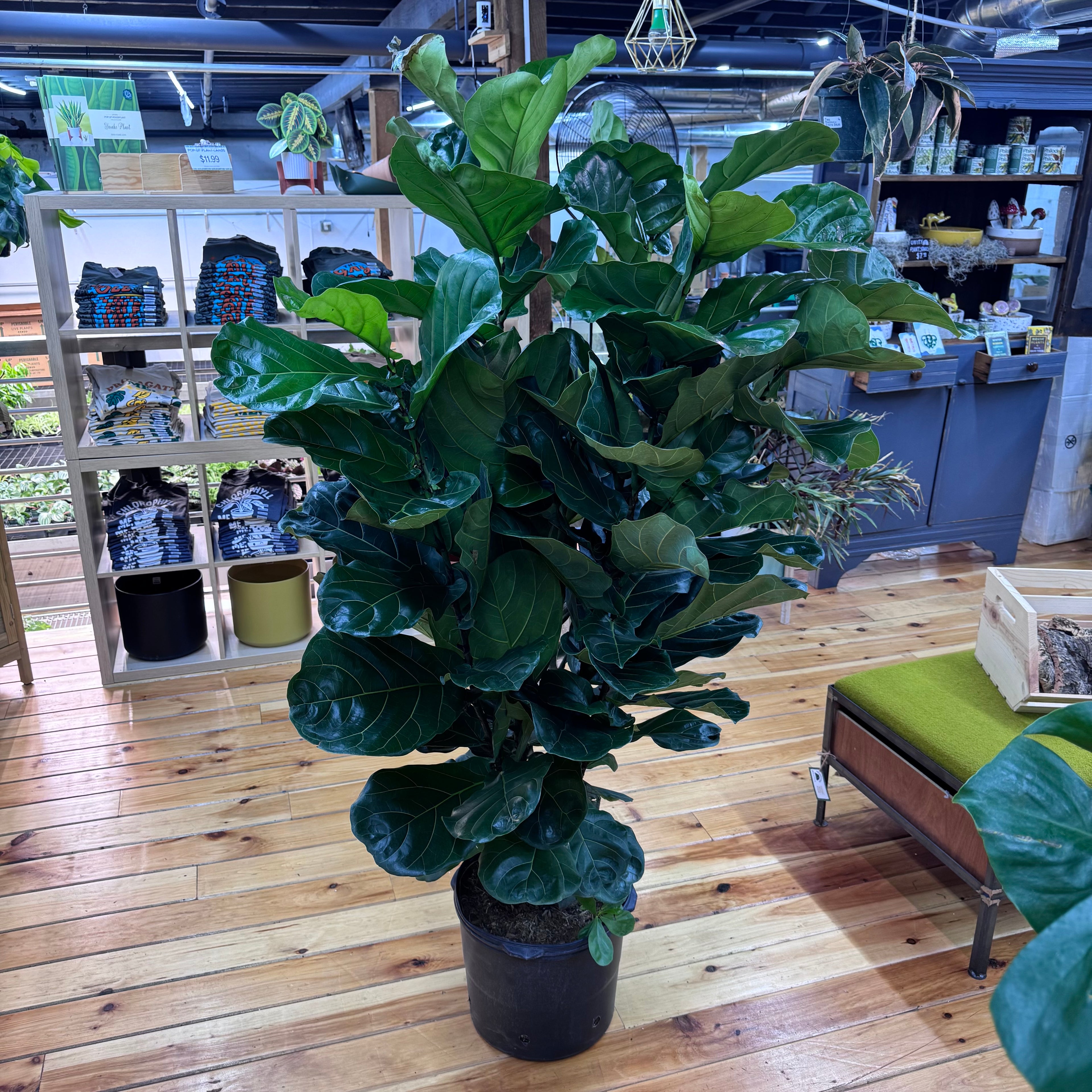Ficus Lyrata ‘Fiddle Leaf Fig’ Bush