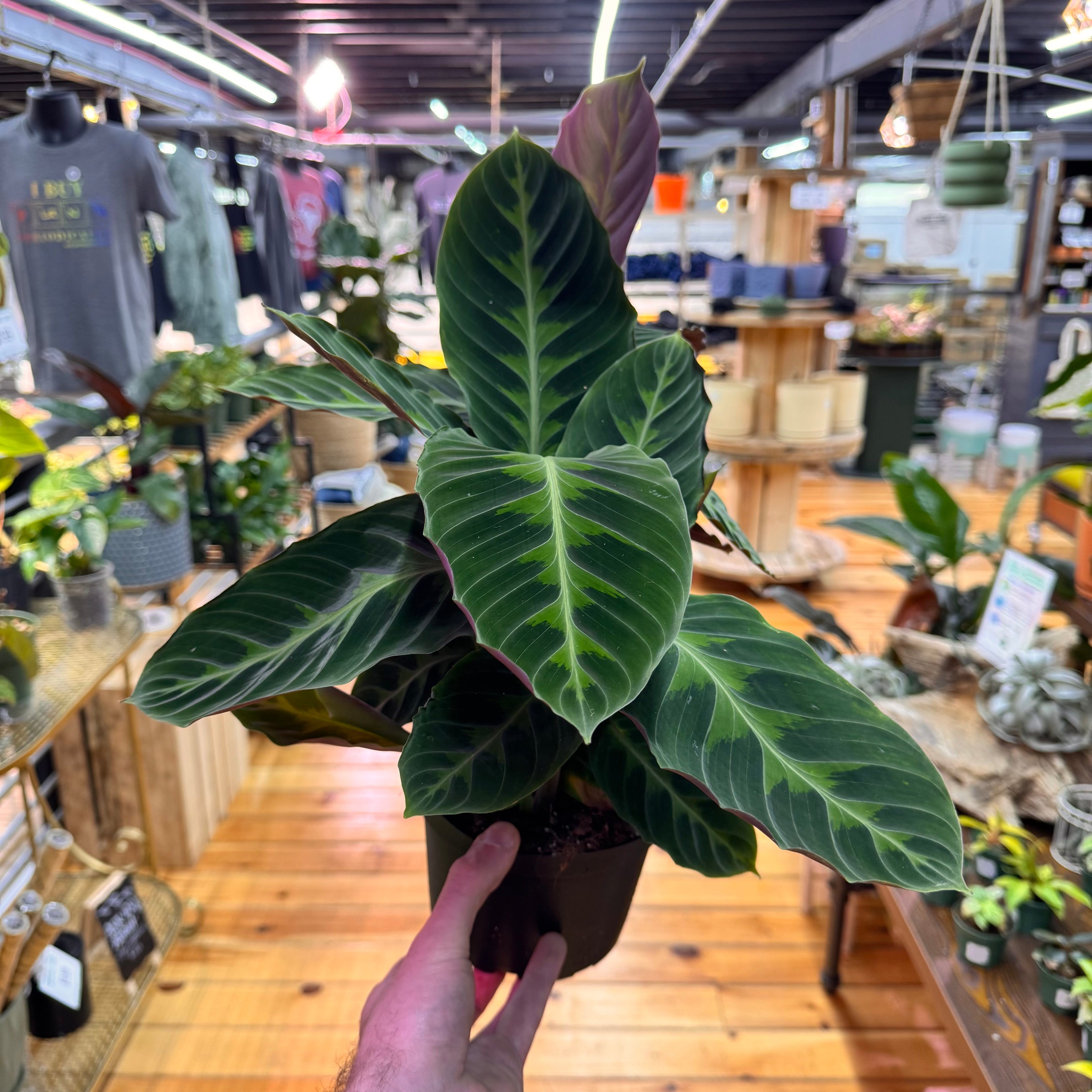 Calathea Warscewiczii