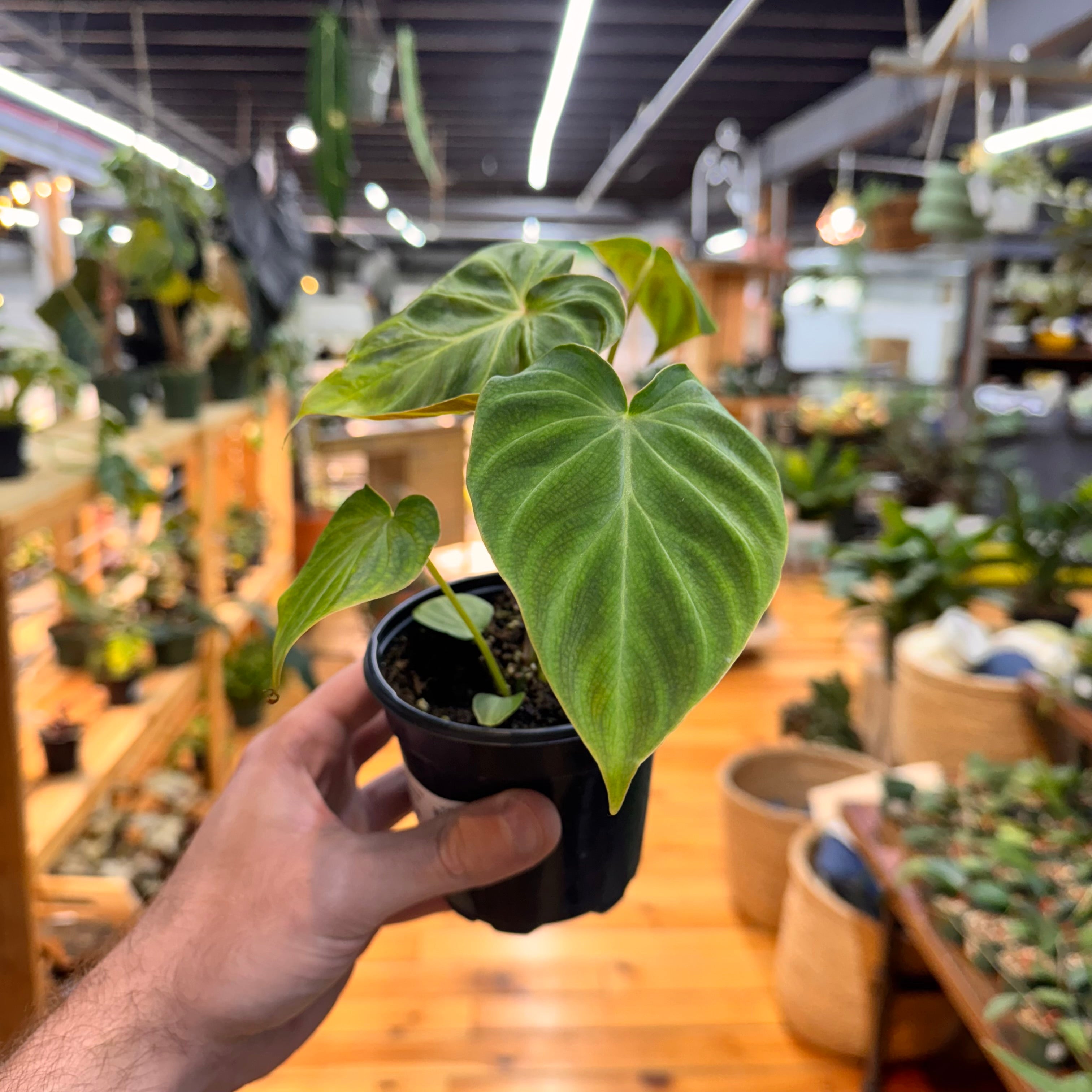 Philodendron Verrucosum