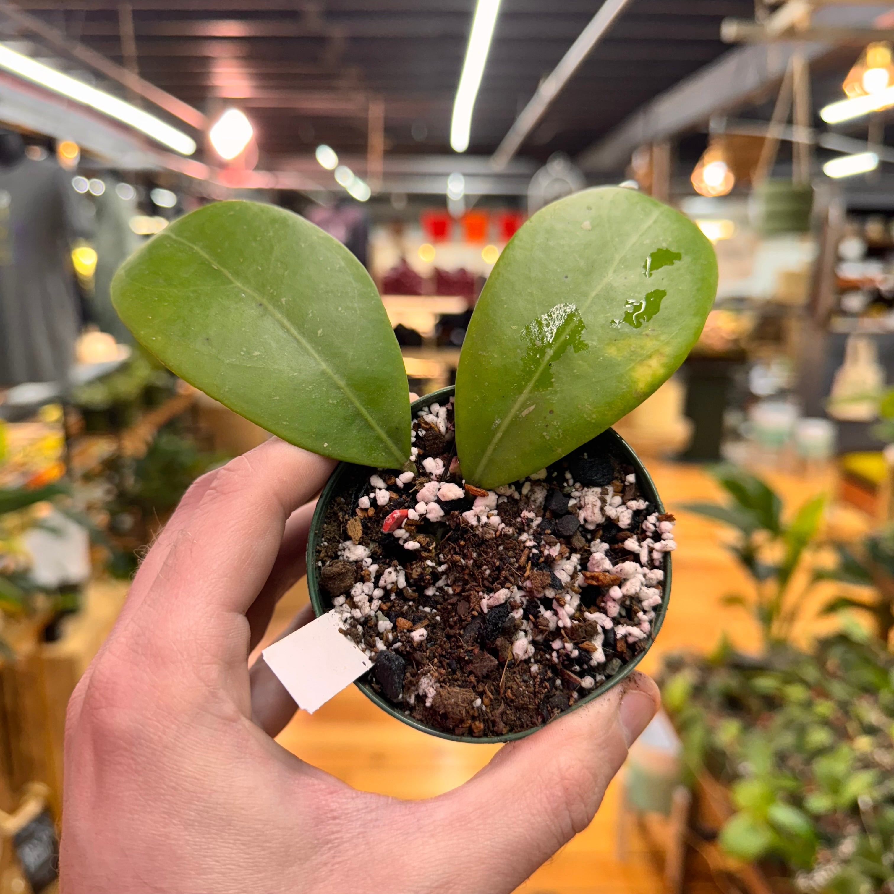 Hoya Mindorensis &
