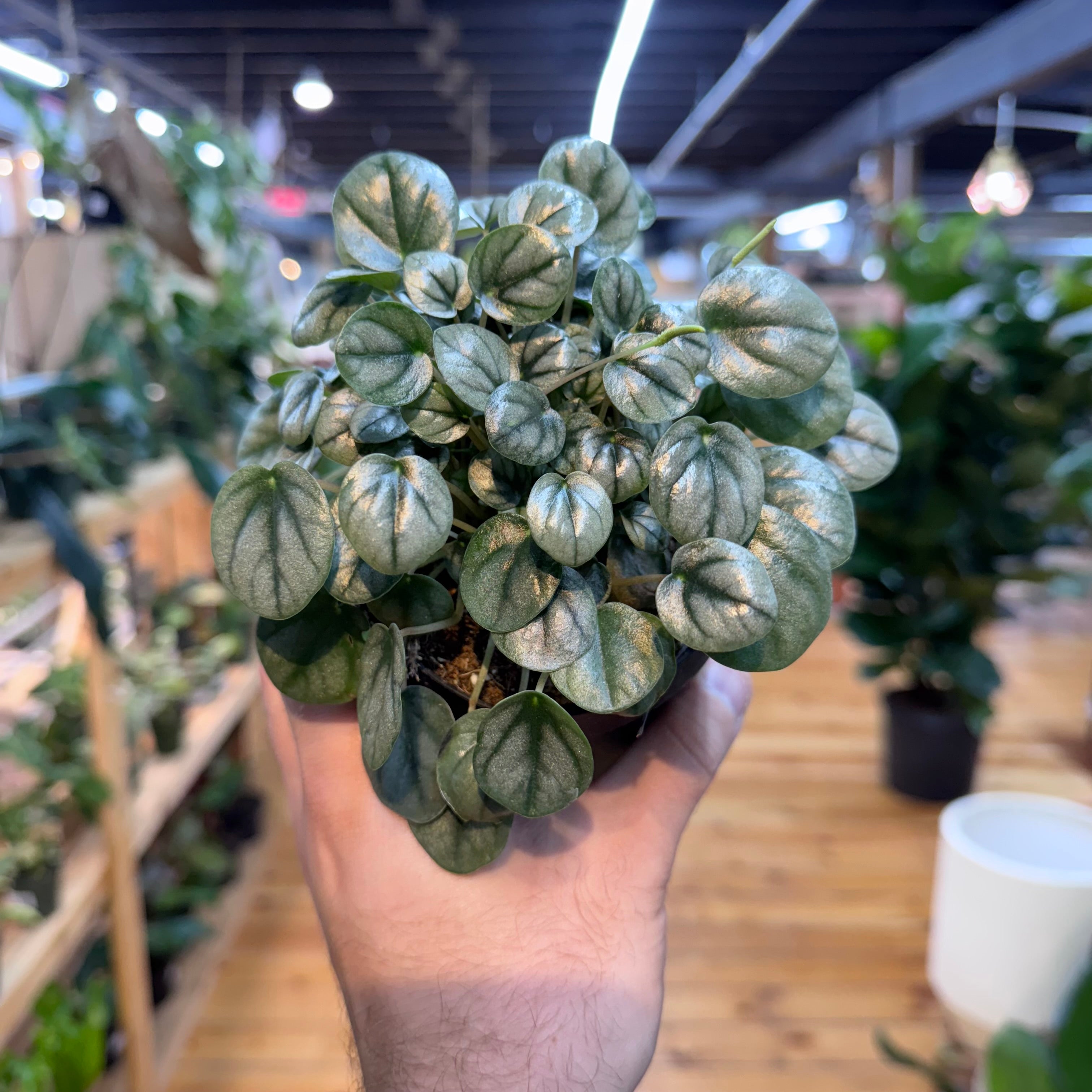Peperomia Little Toscani
