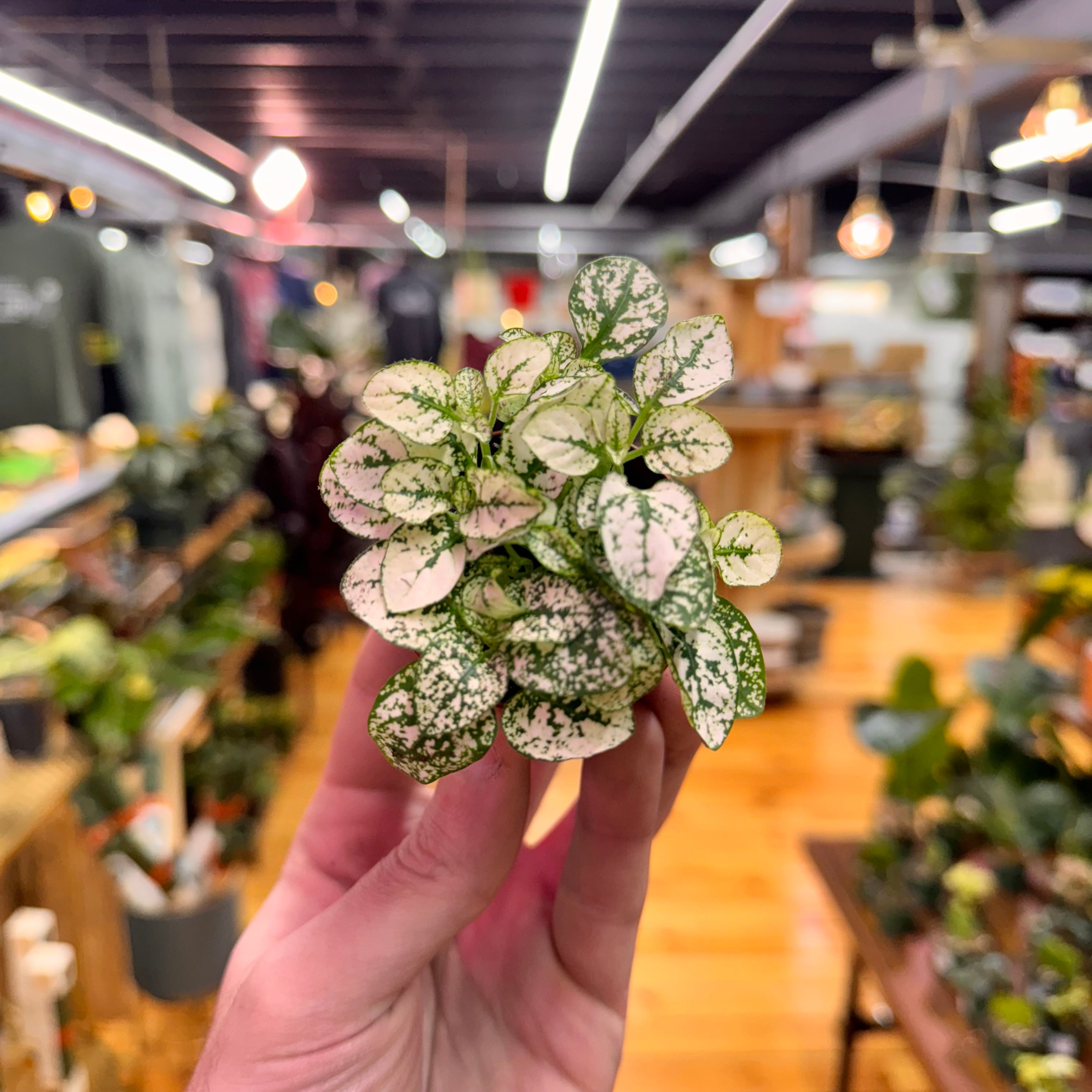 Hypoestes Polka Dot