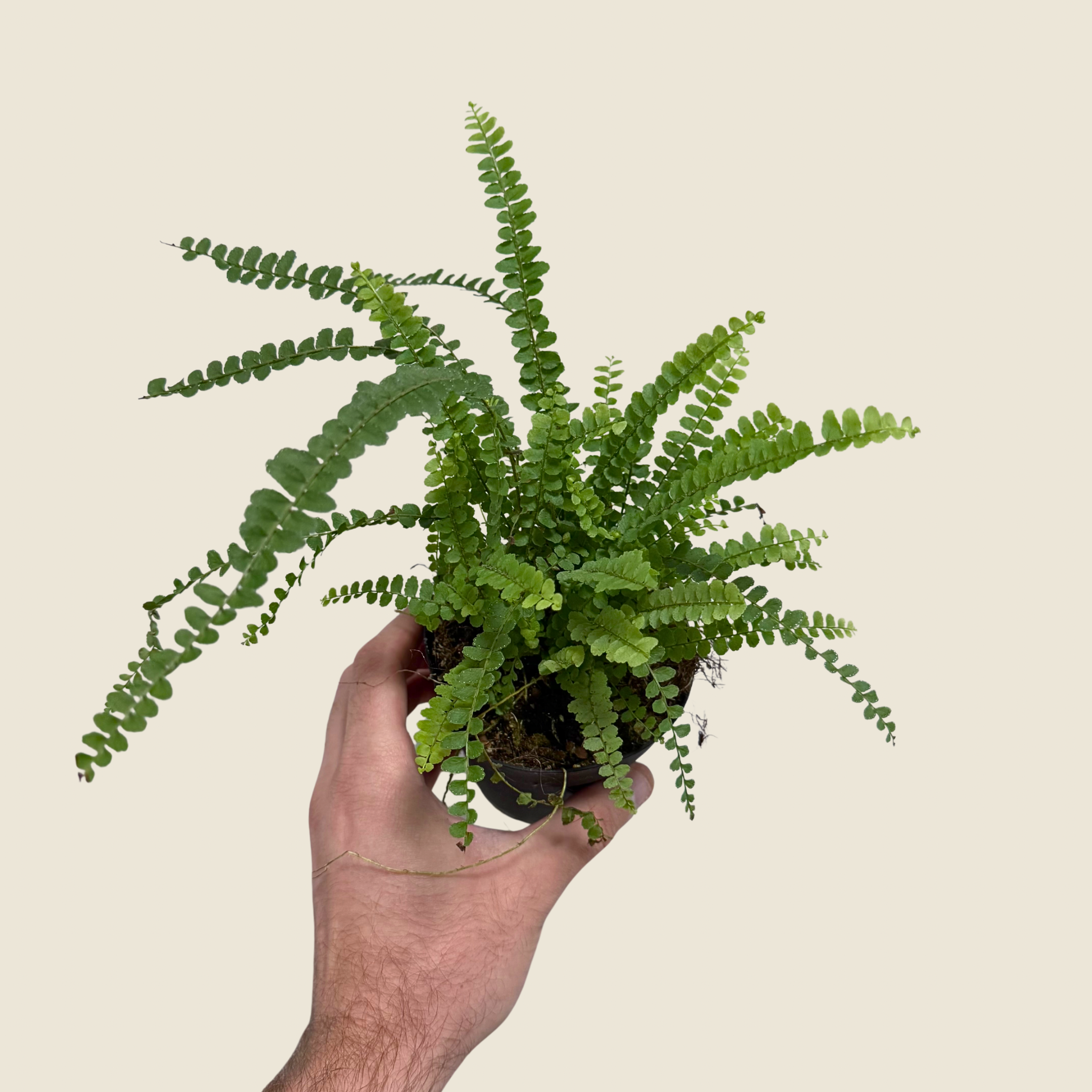 Fern Lemon Button