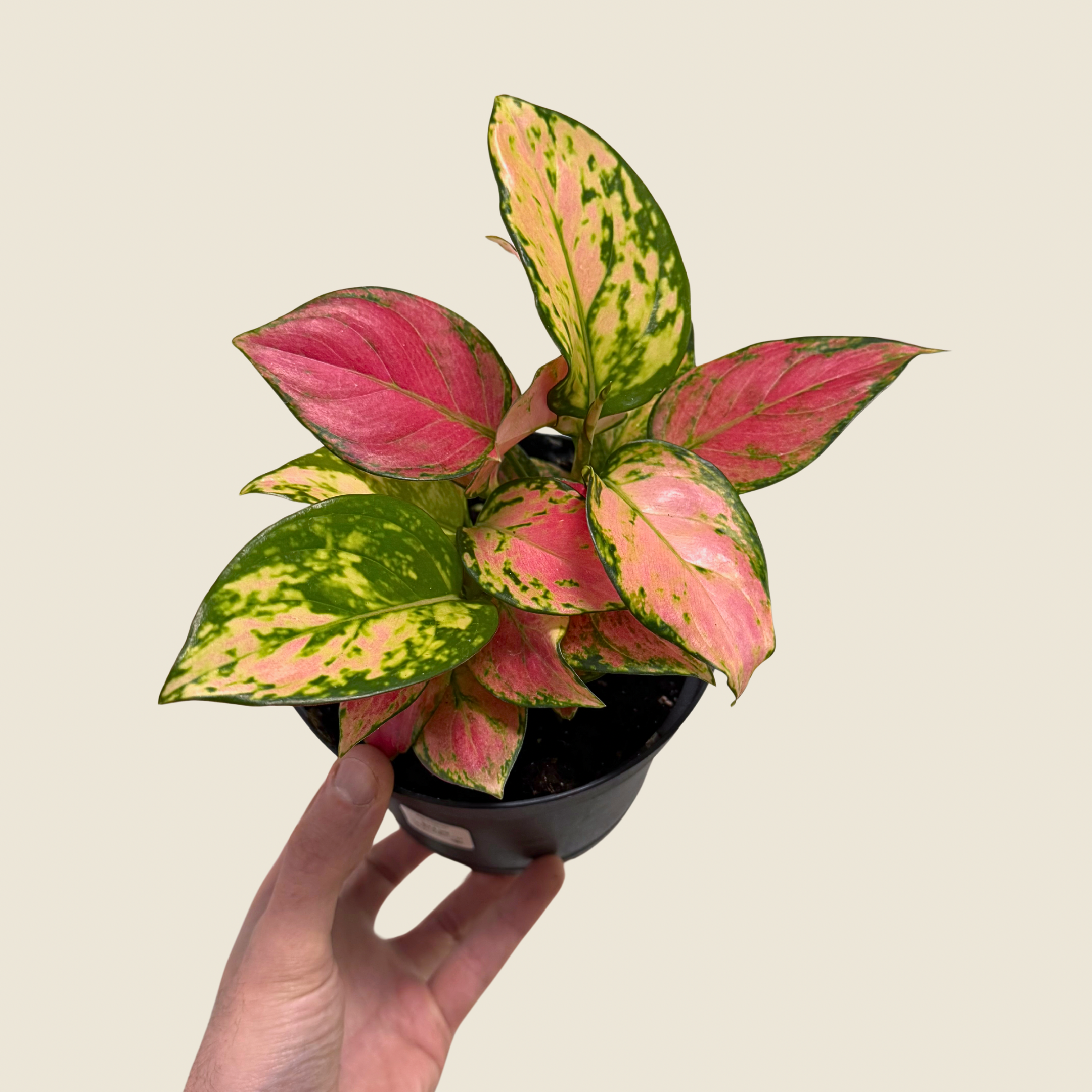 Aglaonema Red Zircon