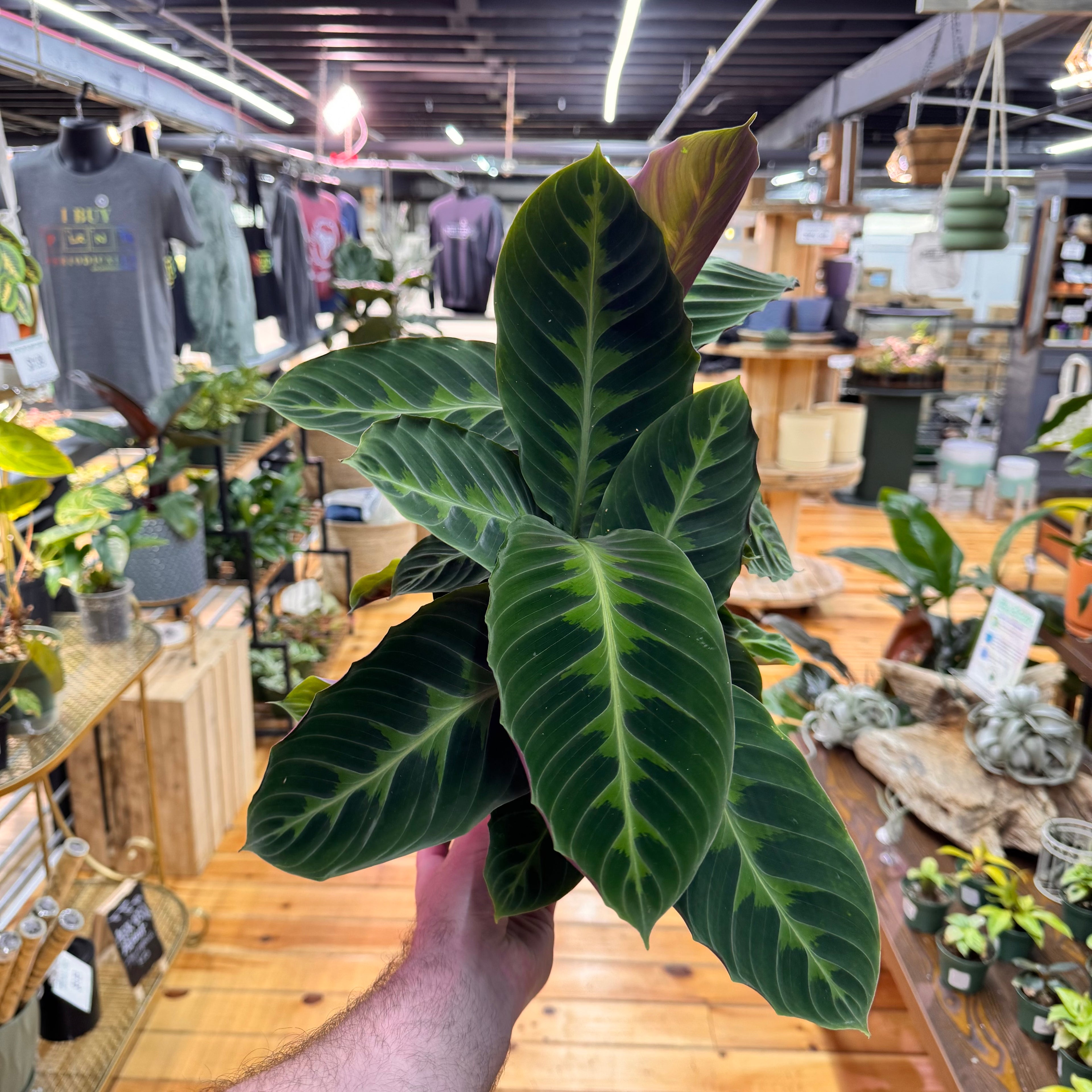 Calathea Warscewiczii