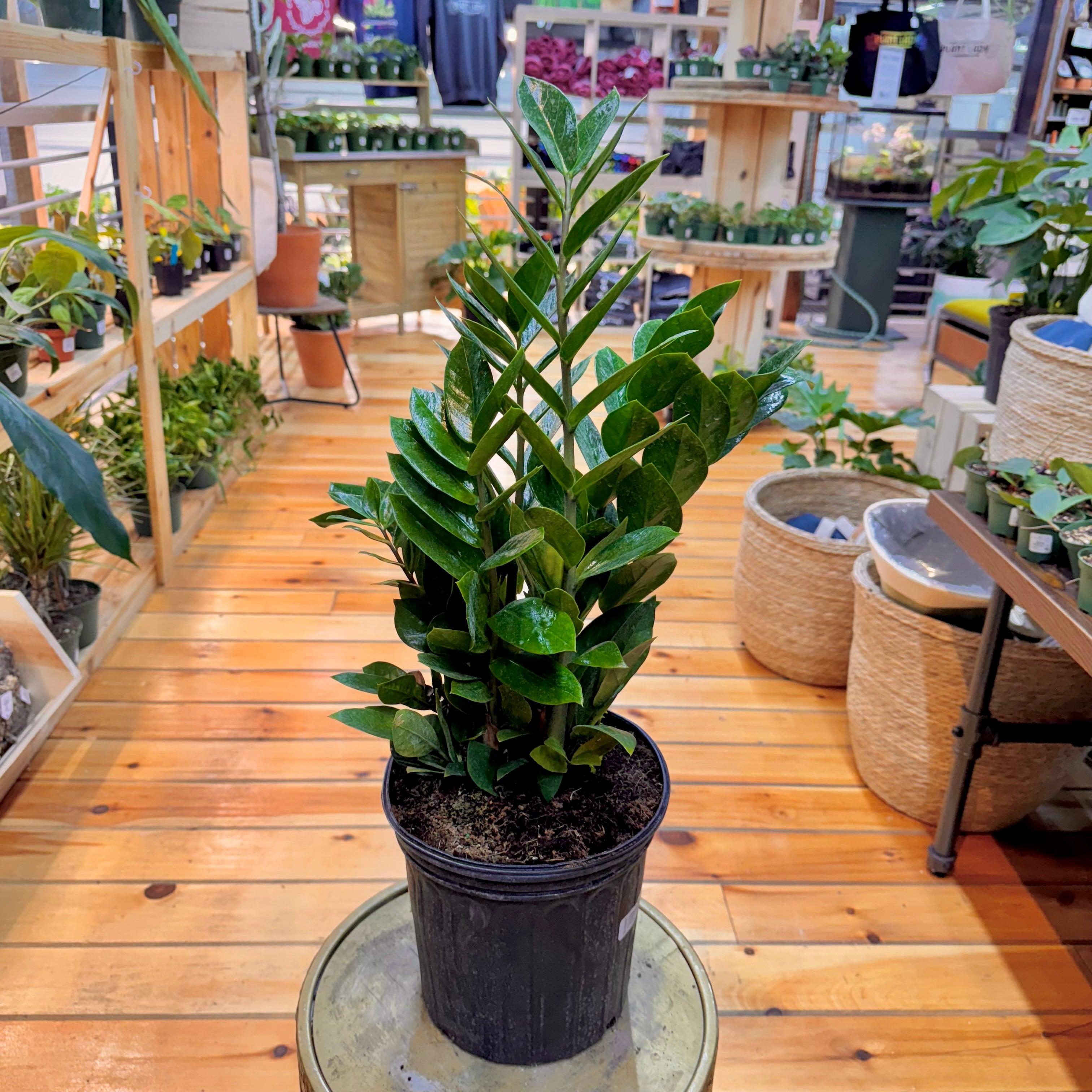 Zamioculas Zamiifolia &