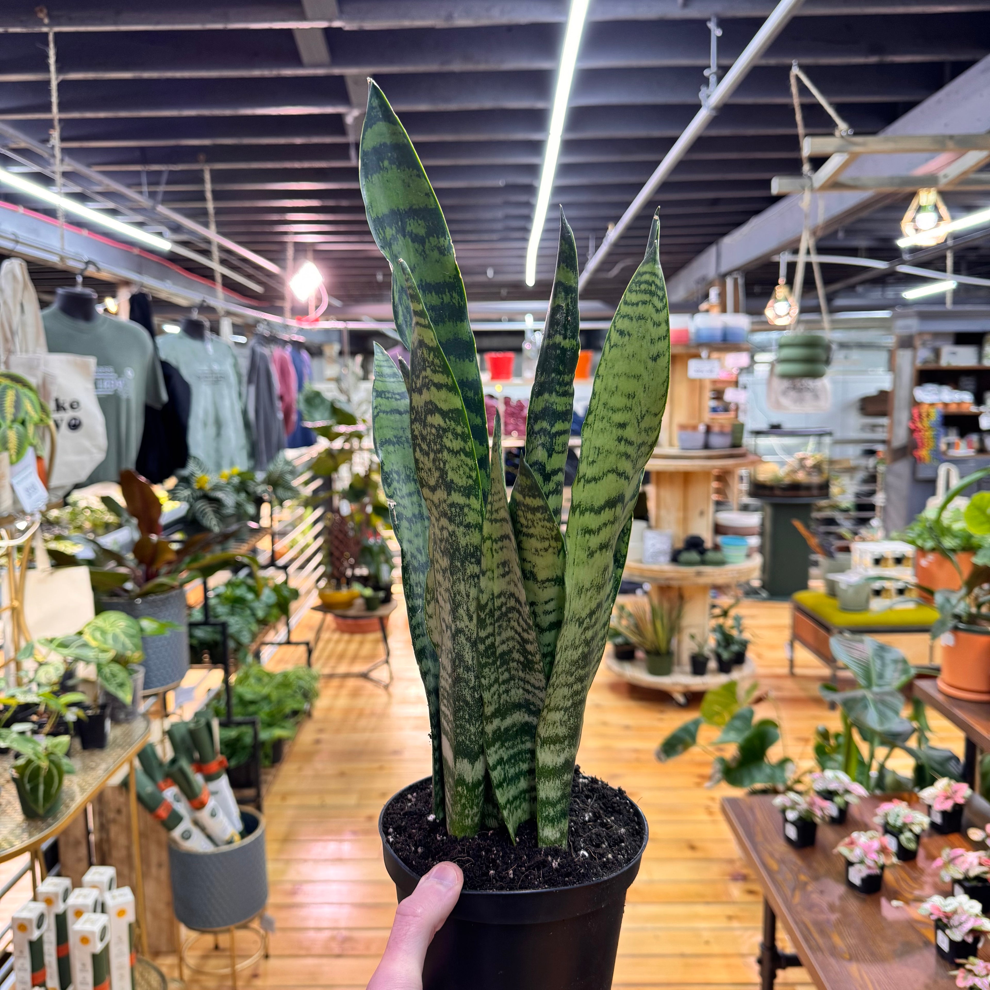 Sansevieria Zeylanica