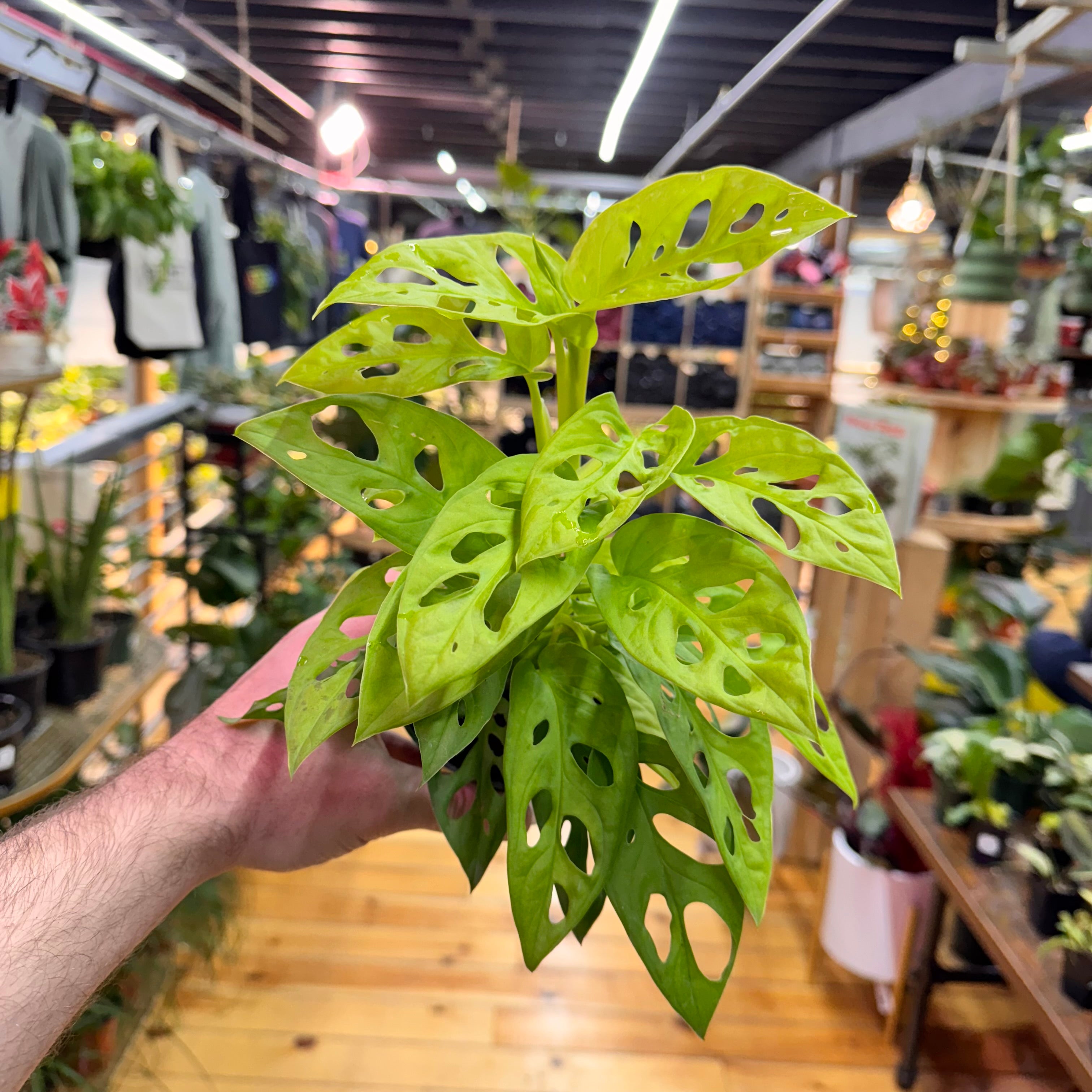 Monstera Adansonii Neon ‘Madonna’