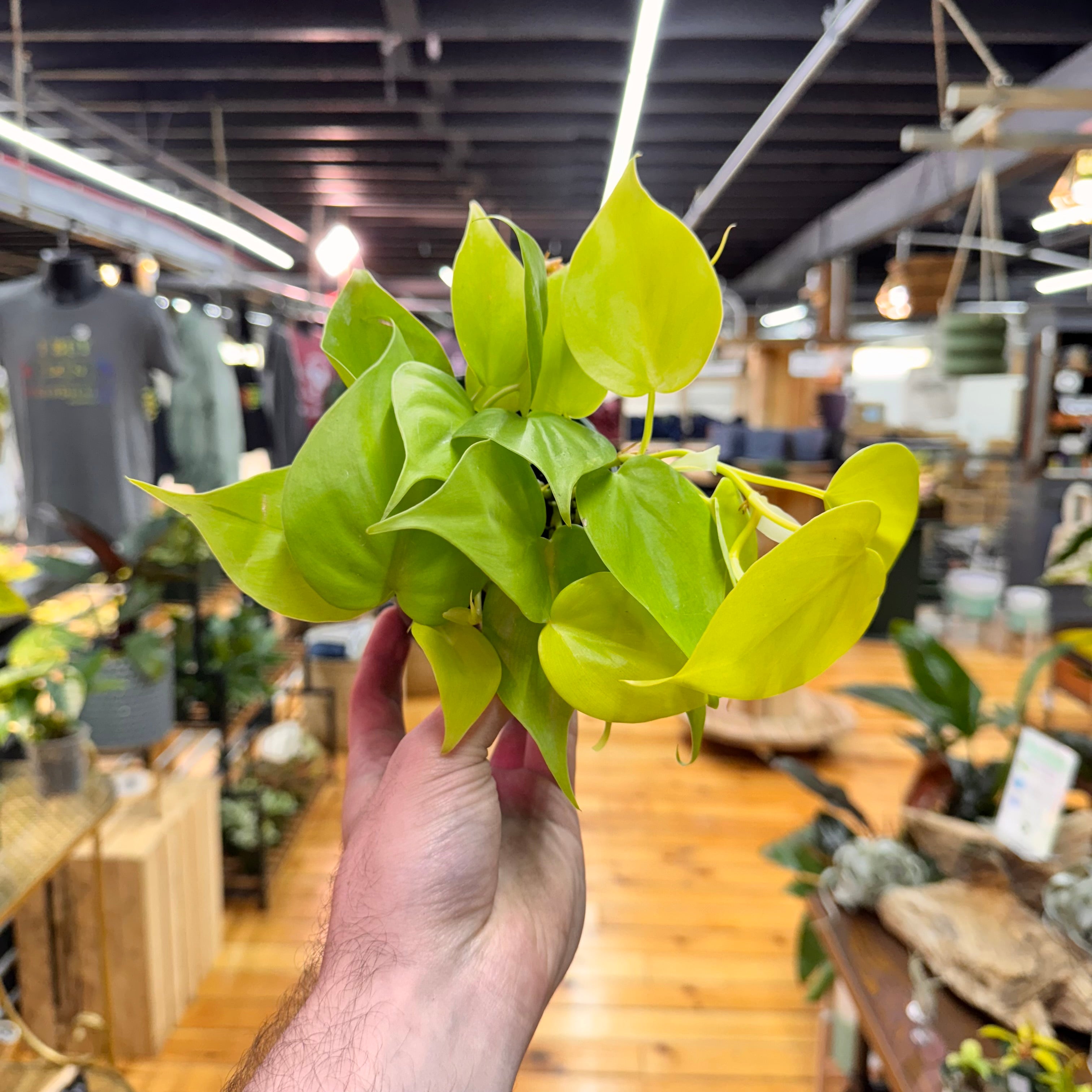 Philodendron Neon