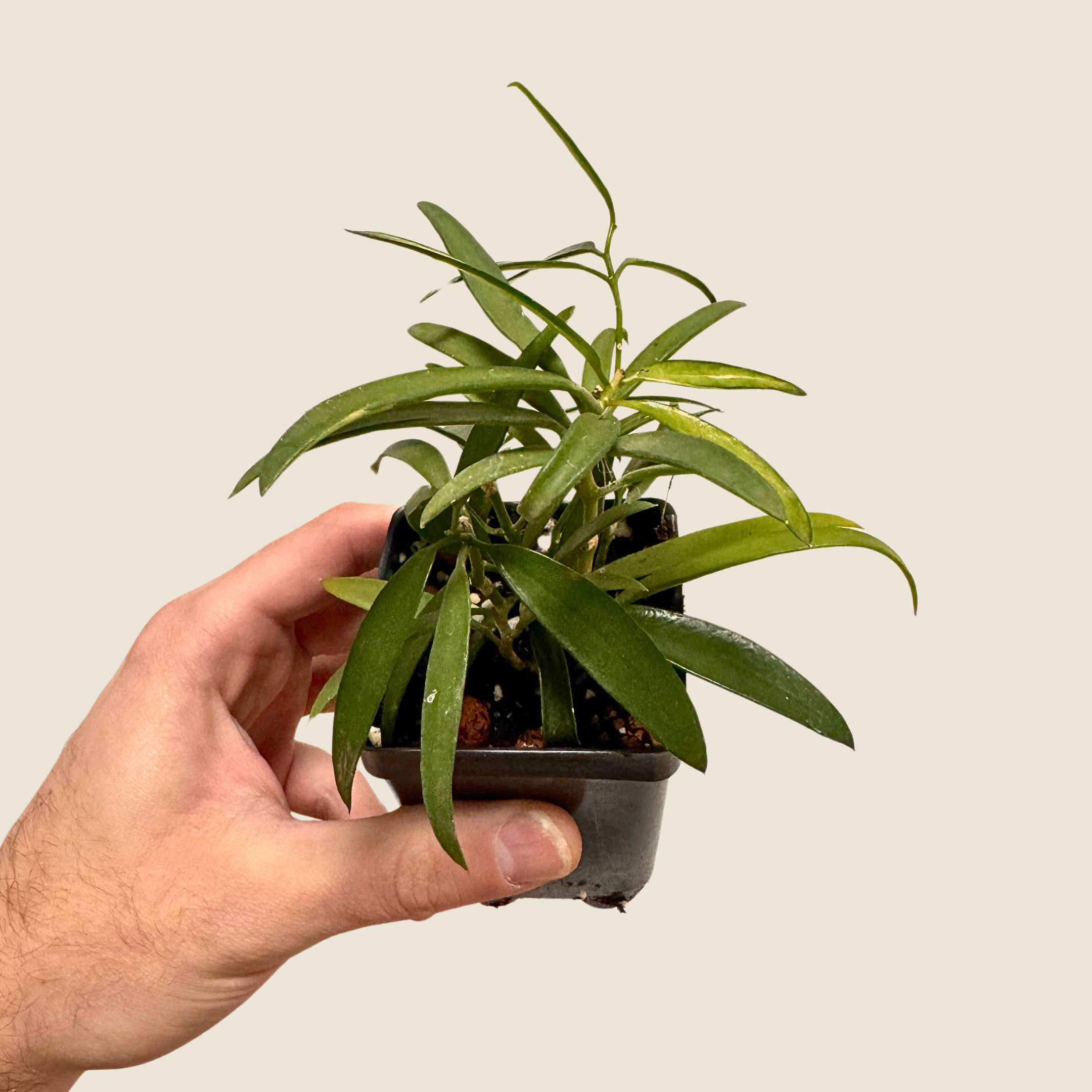 Dischidia Parasitica