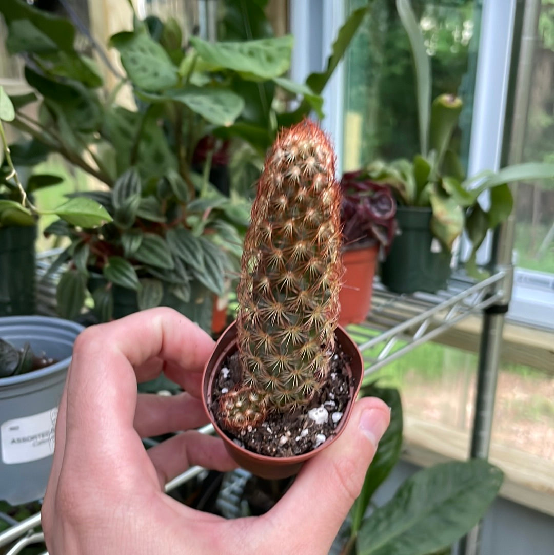 Mammillaria Elongata