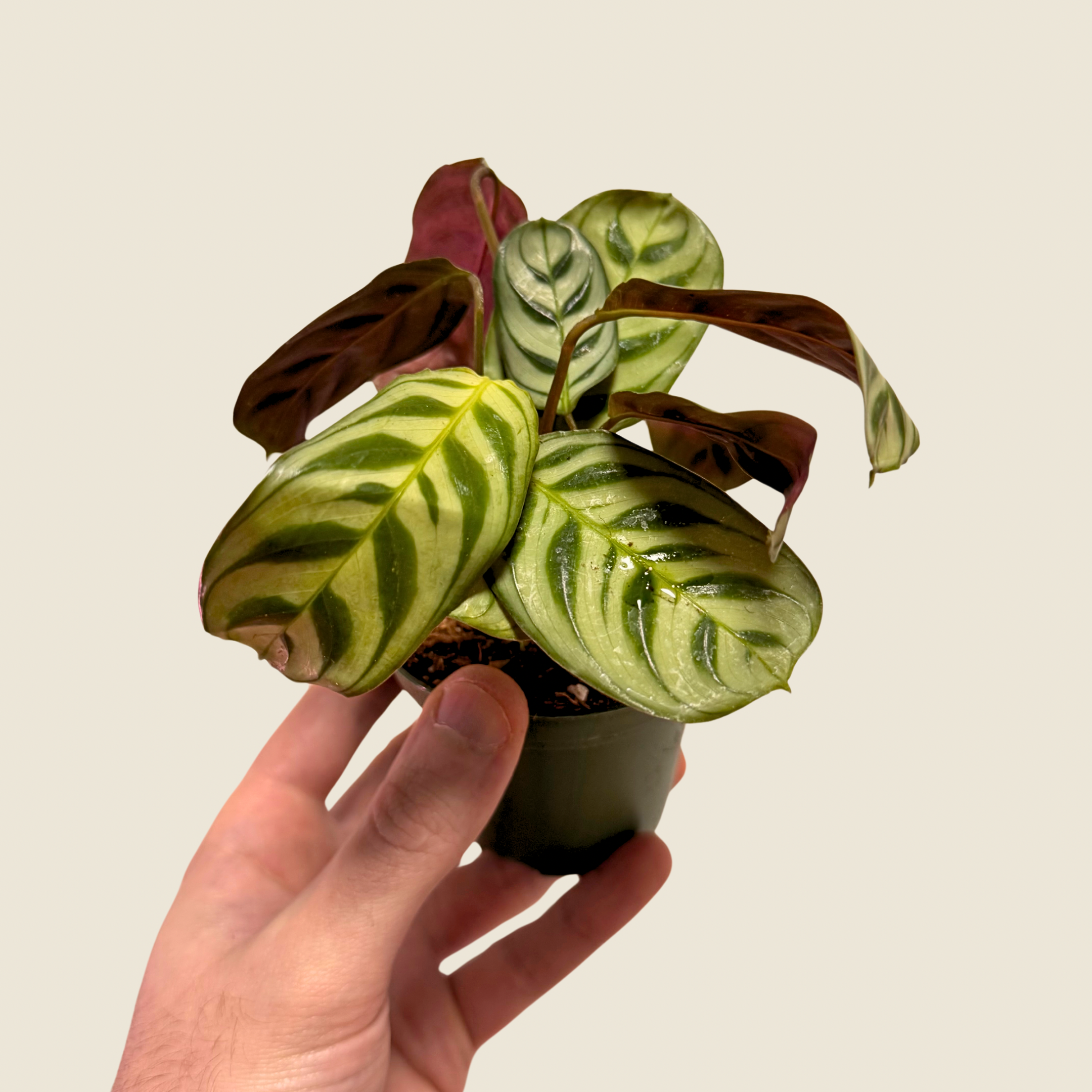 Ctenanthe Burle-Marxii