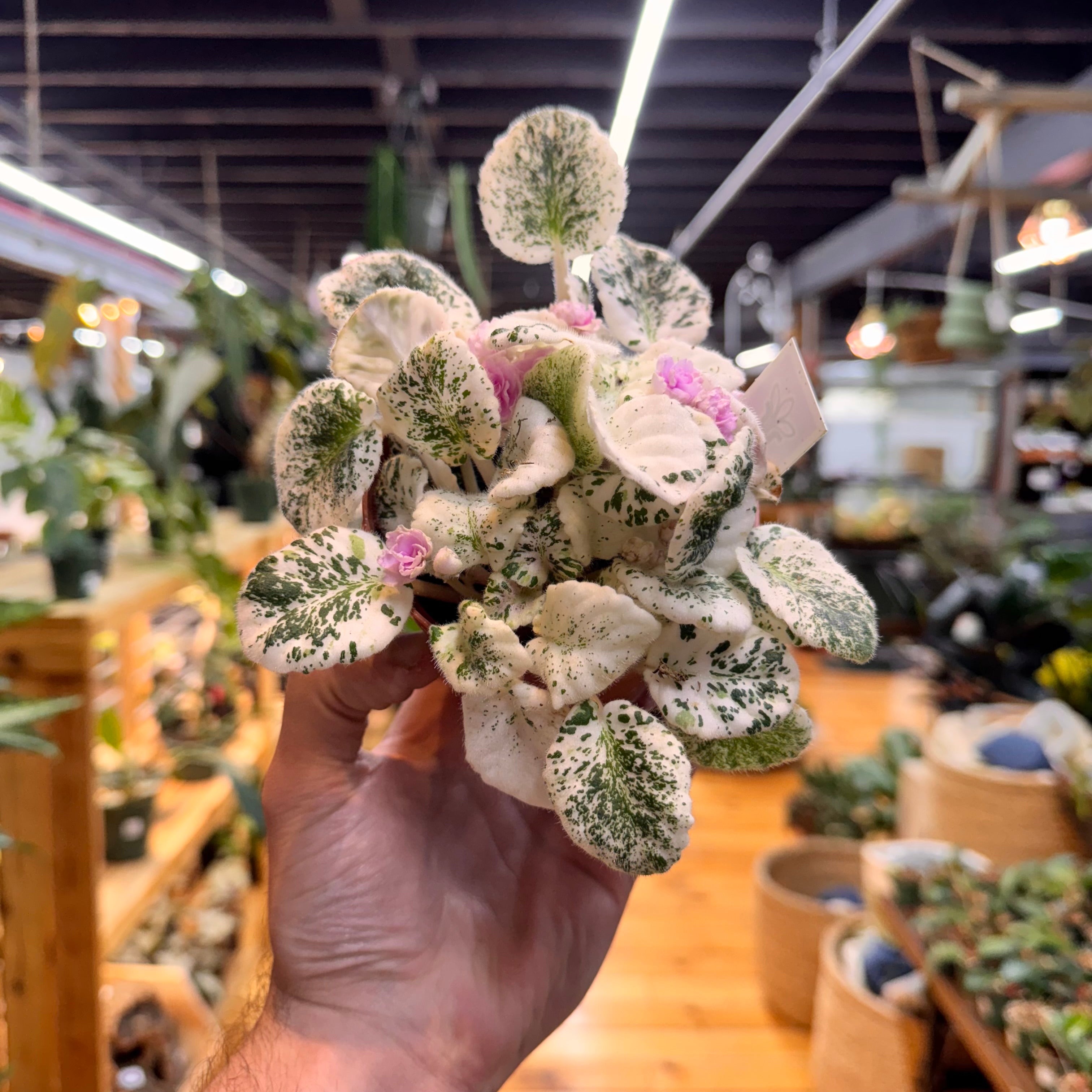 African Violet Assorted