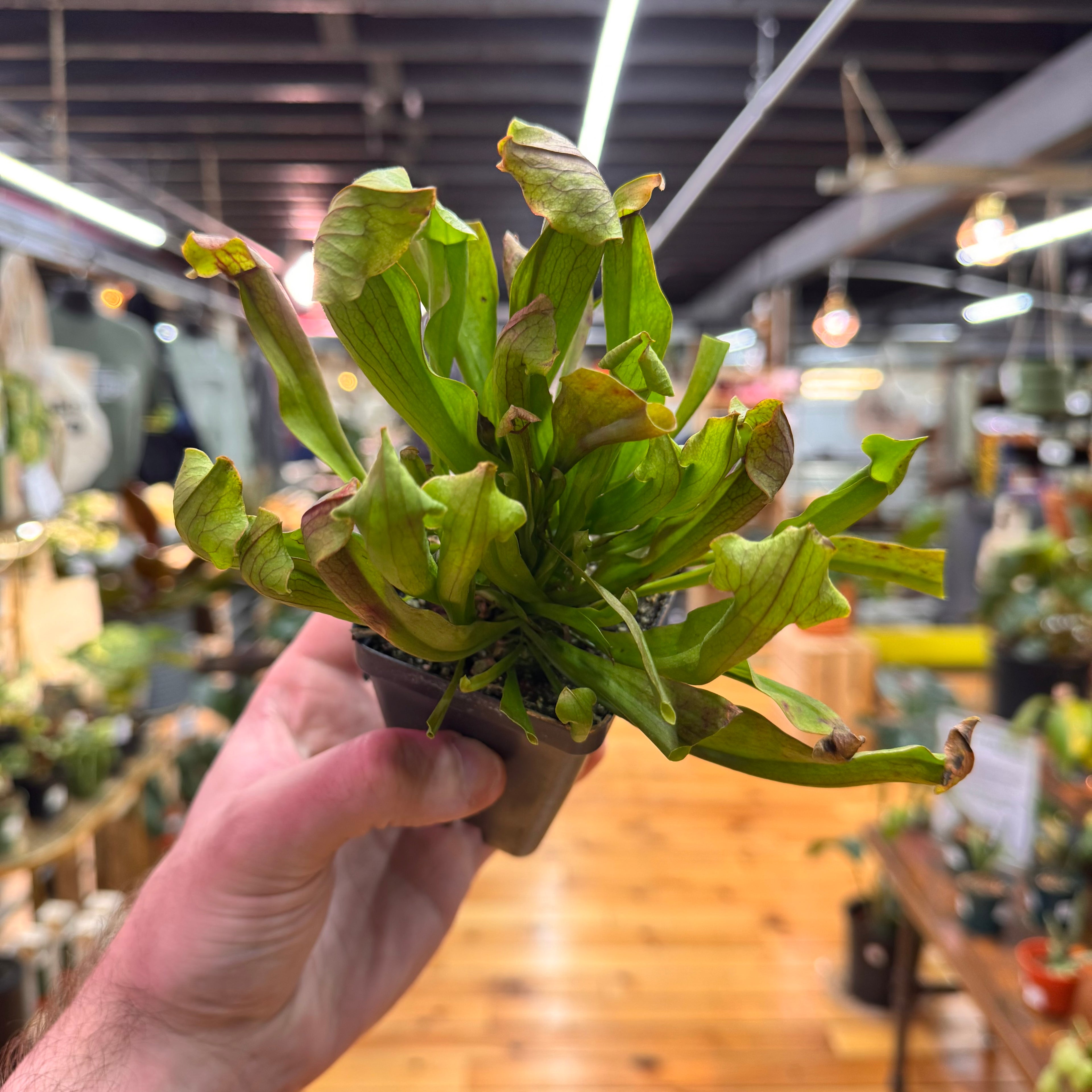 Sarracenia Maroon