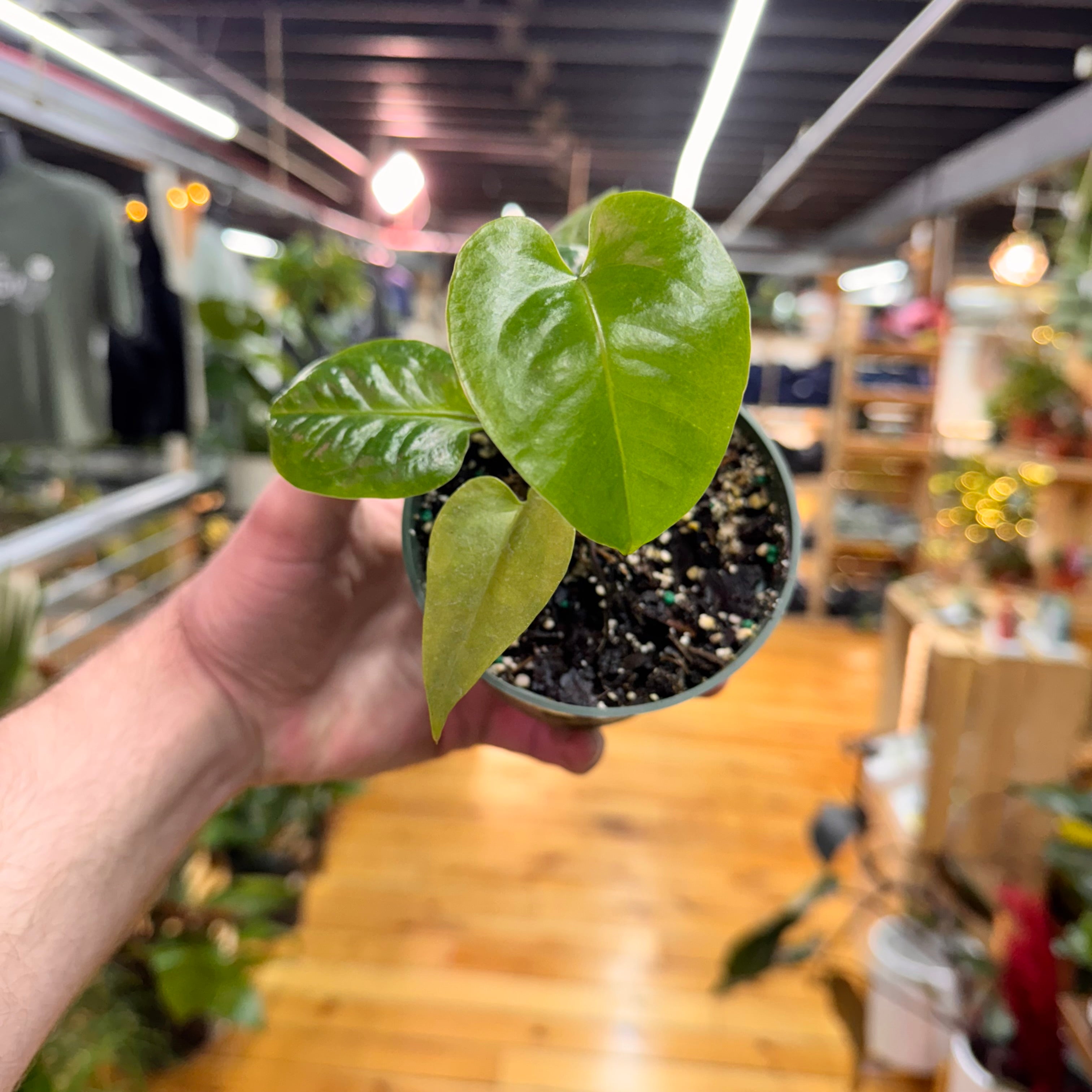 Anthurium Billfolius Rex