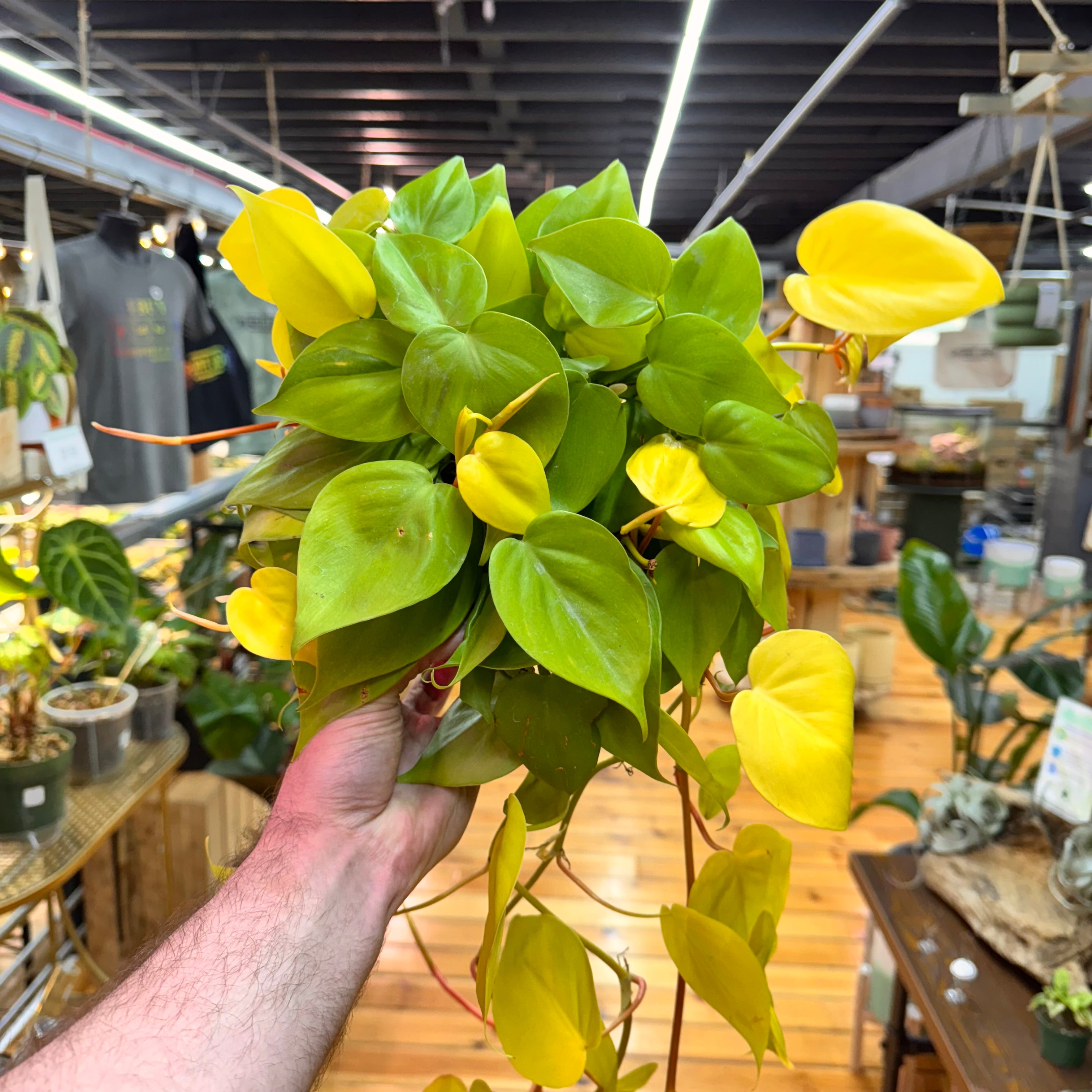 Philodendron Neon