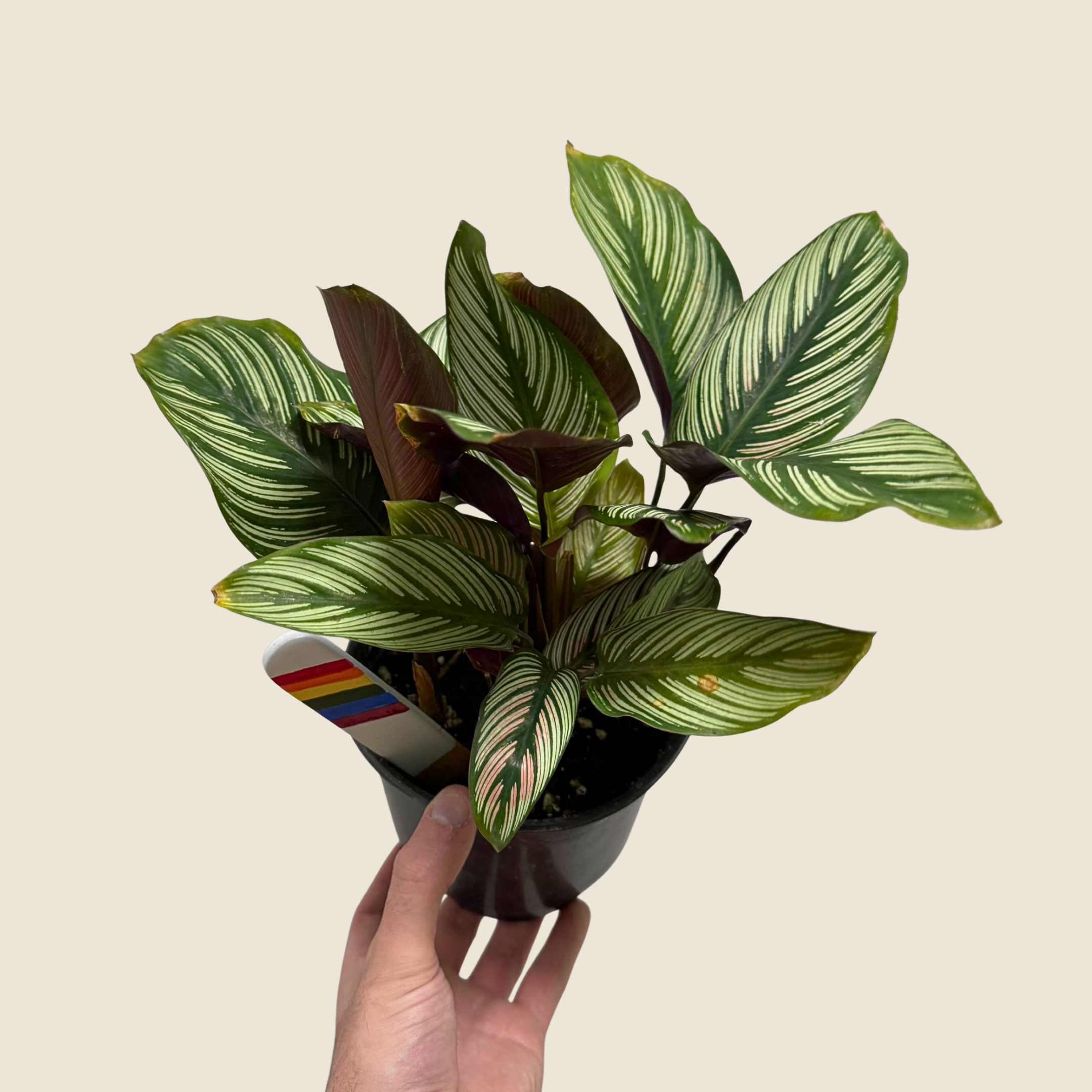 Calathea White Star
