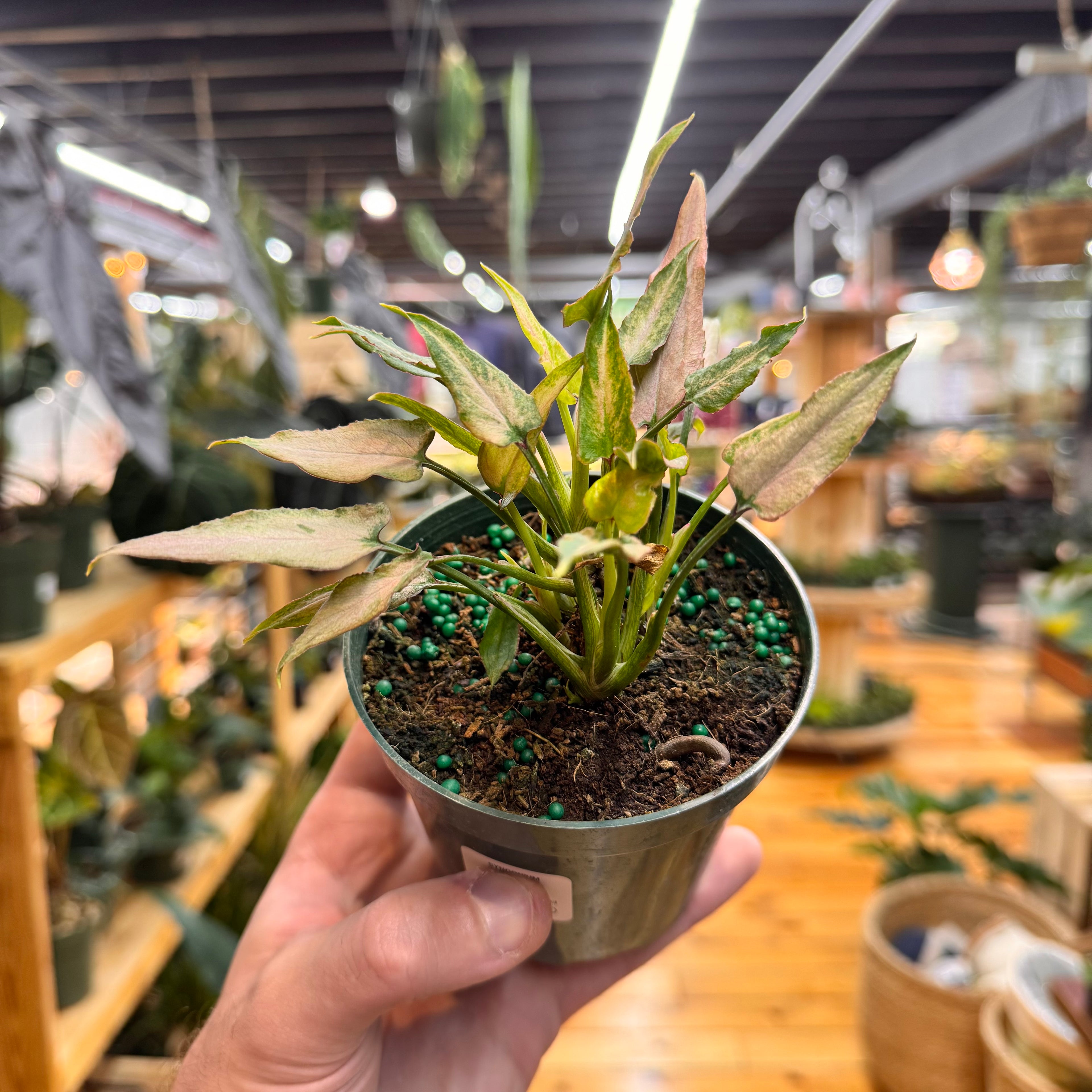 Syngonium Mickey