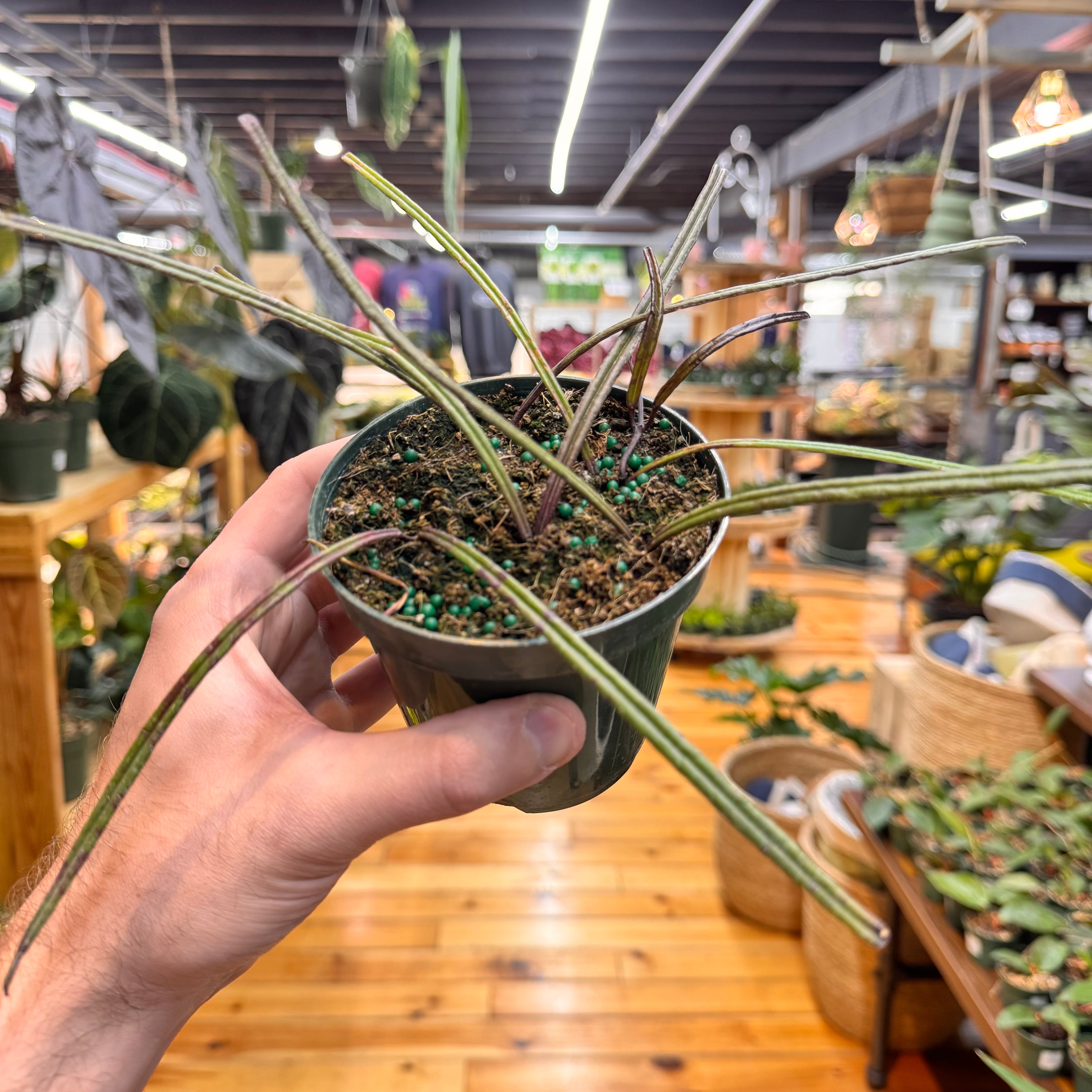 Hoya Insularis