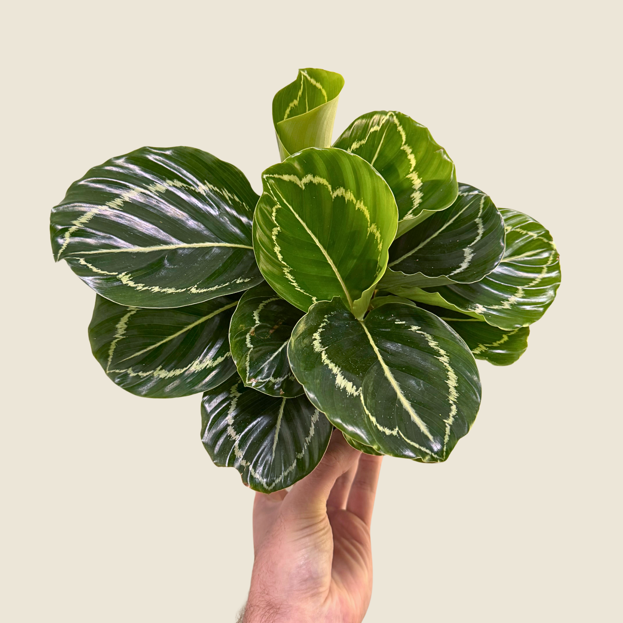 Calathea &