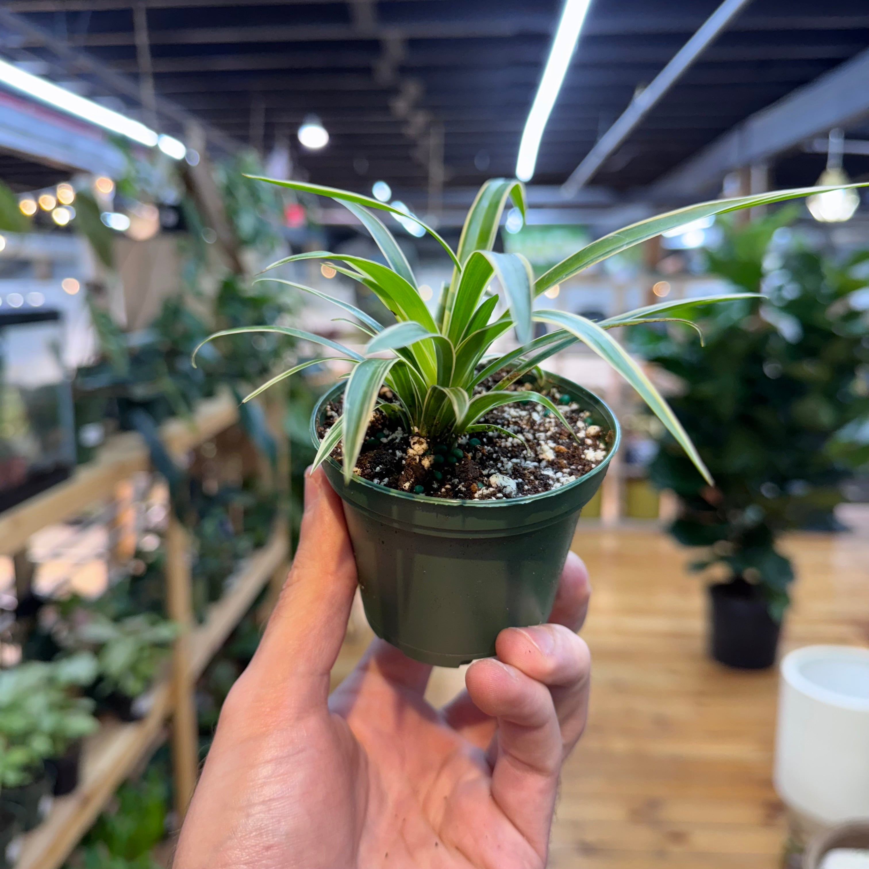 Hand holding a small potted plant in a store setting