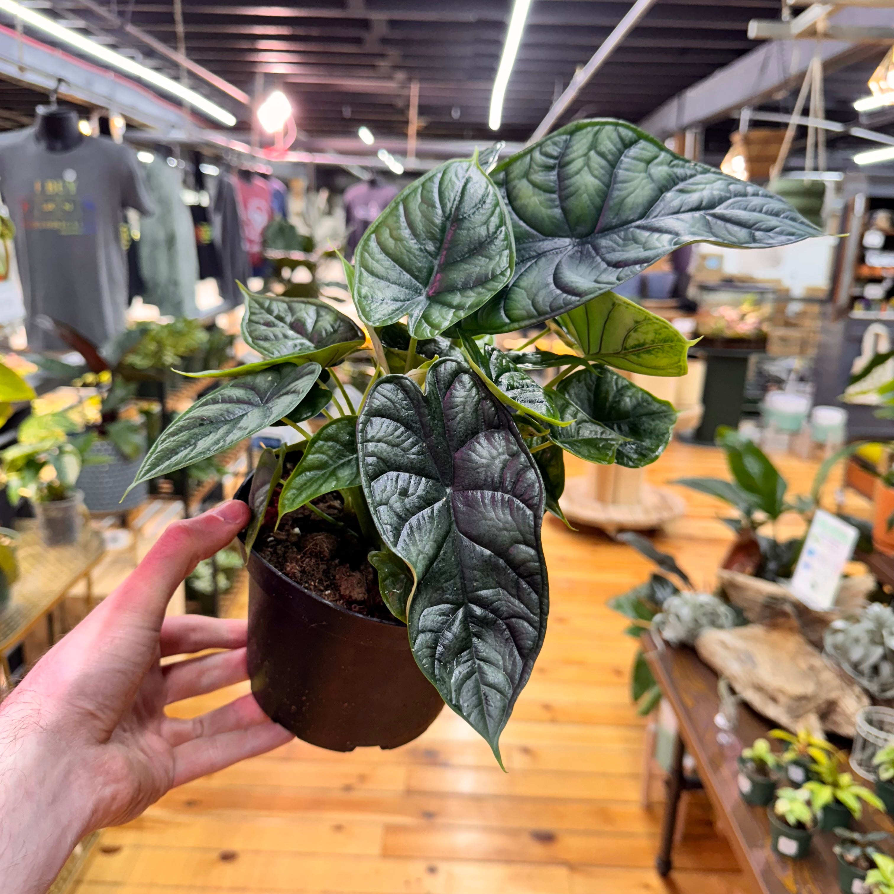 Alocasia Dragon Scale