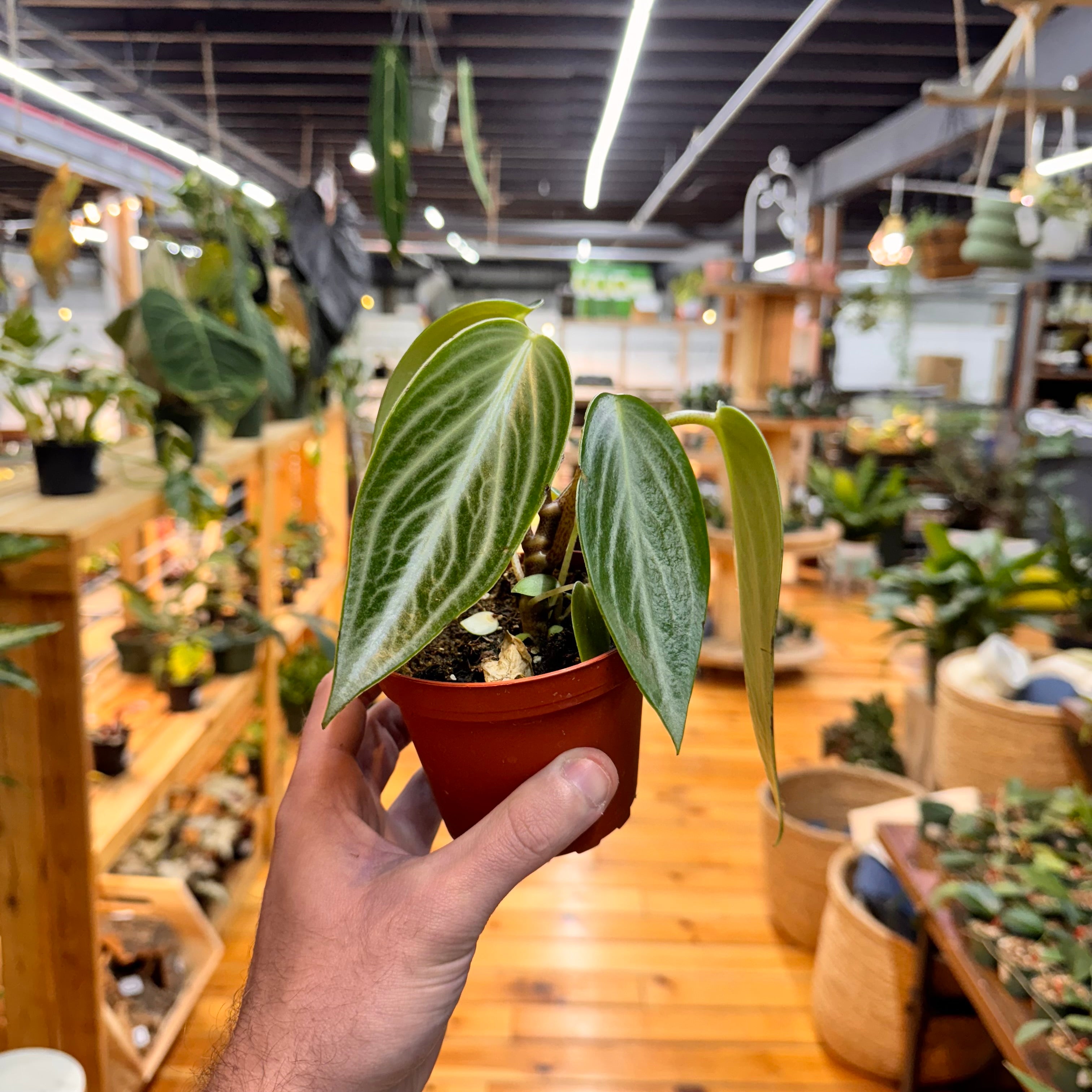 Peperomia Maculosa