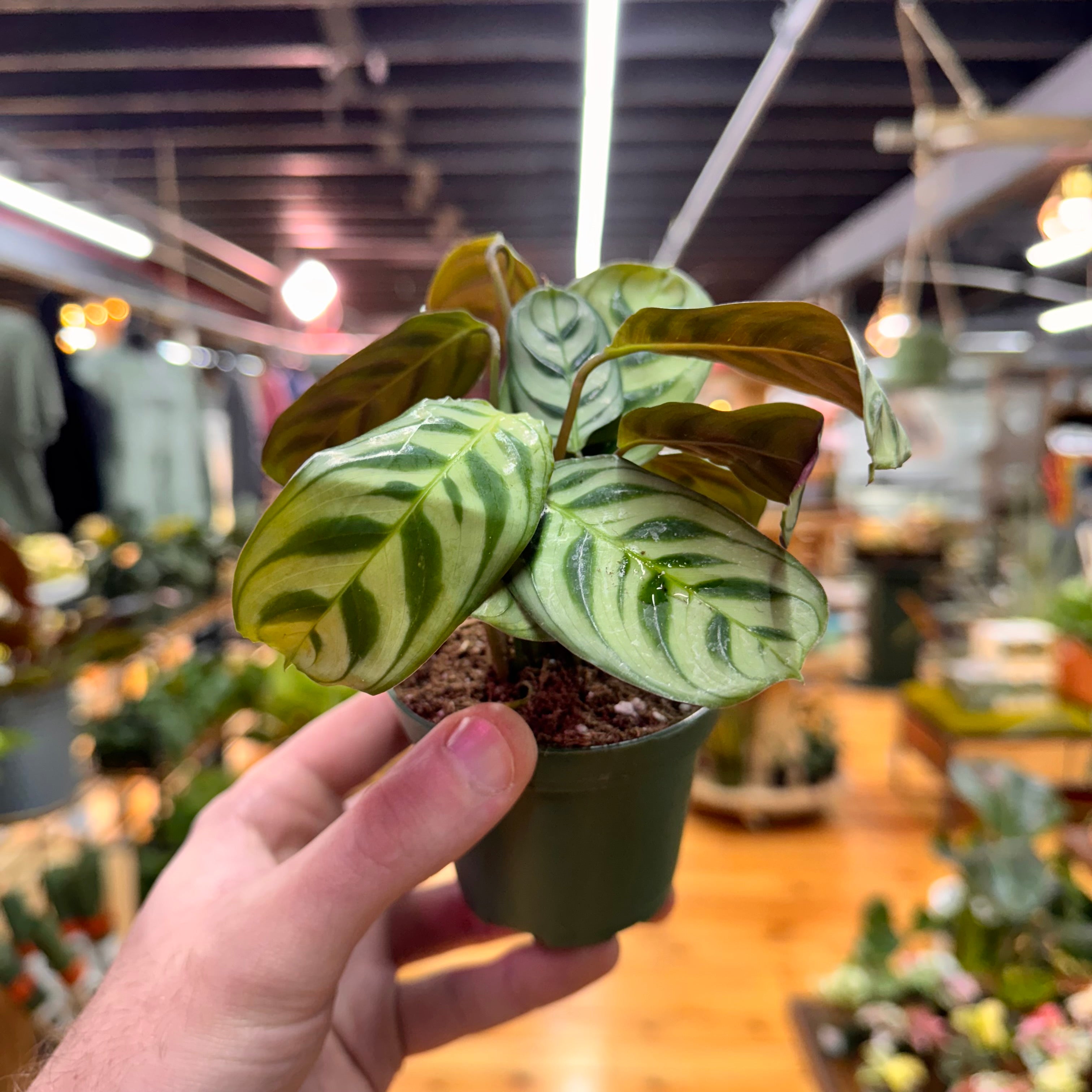 Ctenanthe Burle-Marxii