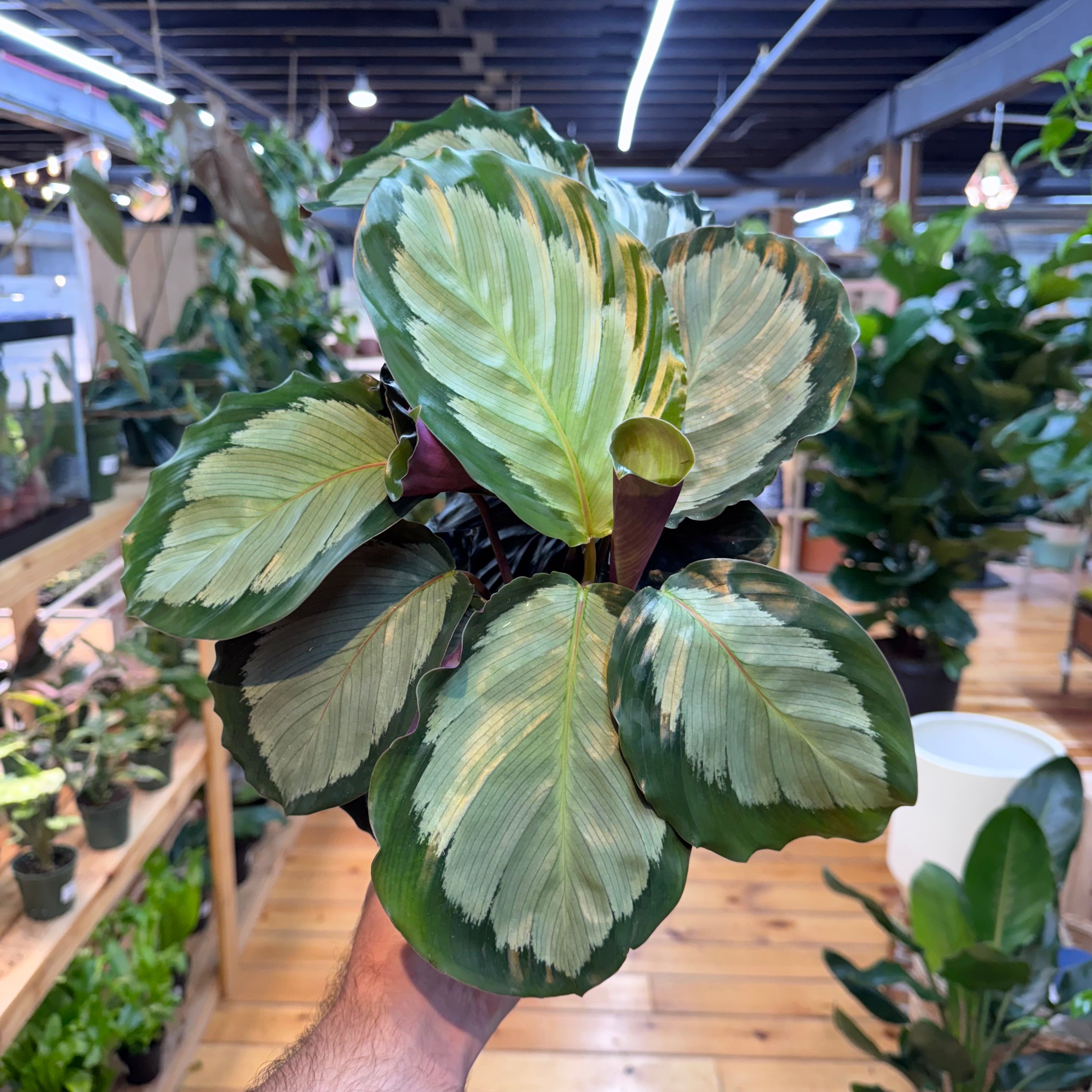 Calathea Northern Lights