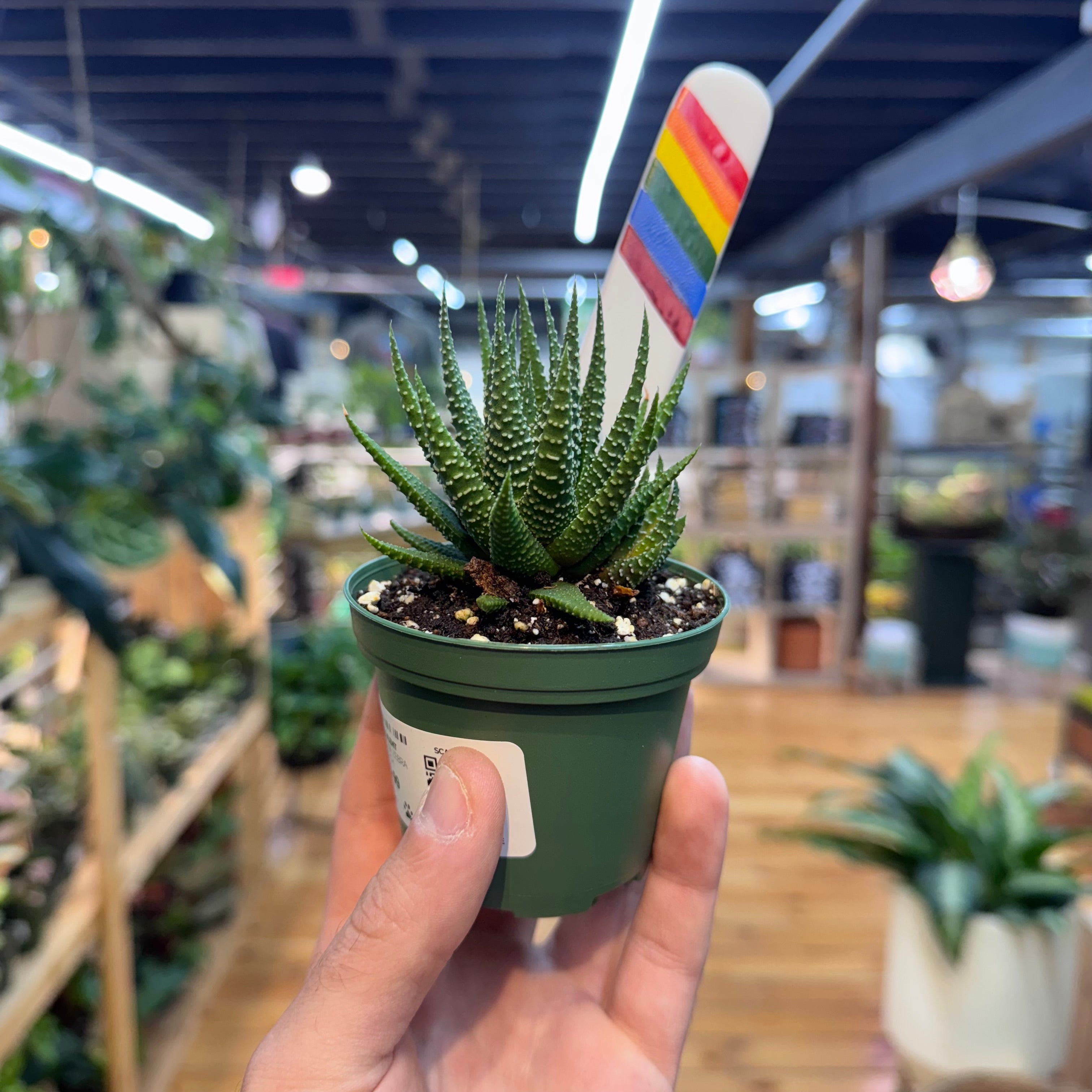 Haworthia Zebra Succulent