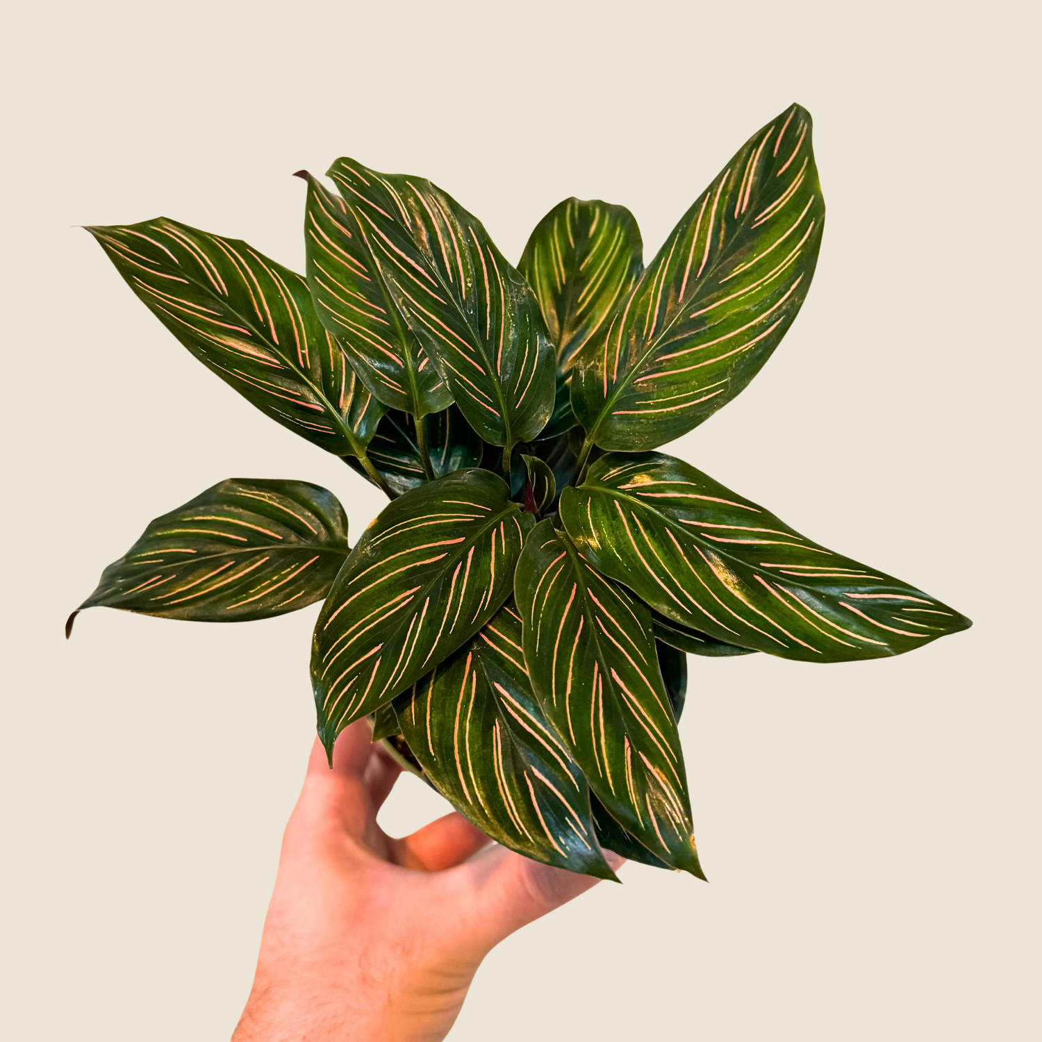 4" Calathea Beauty Star