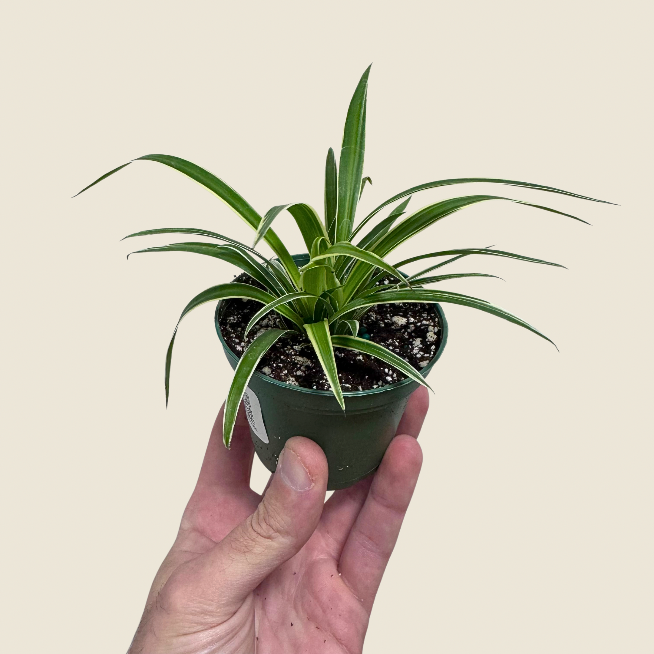 Hand holding a small potted plant against a plain background