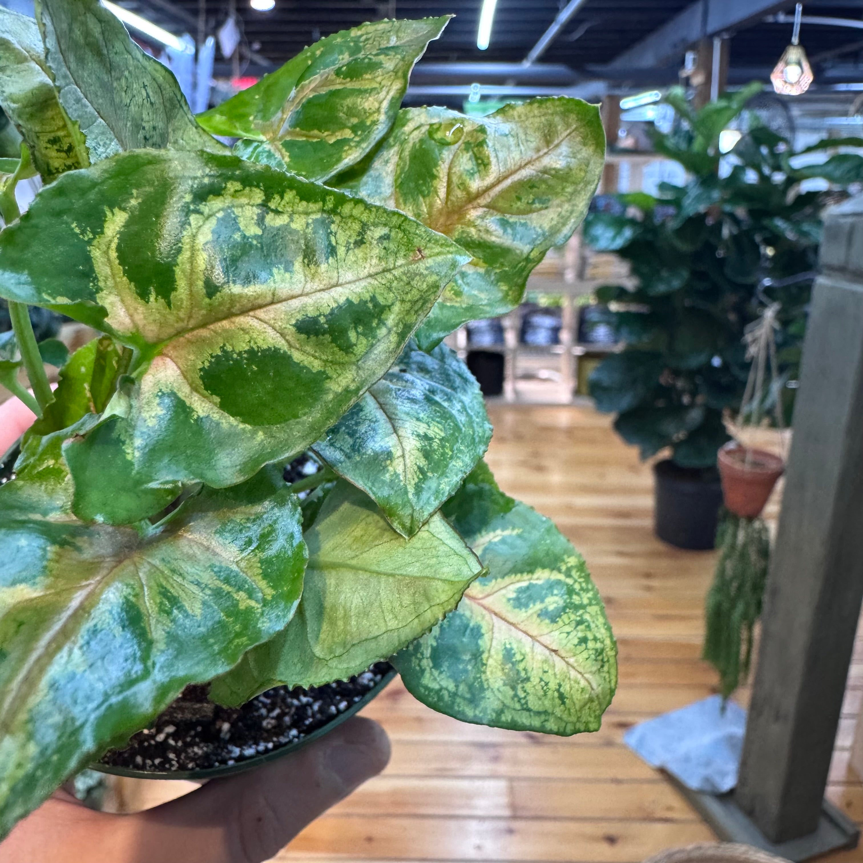 Syngonium Maria Allusion