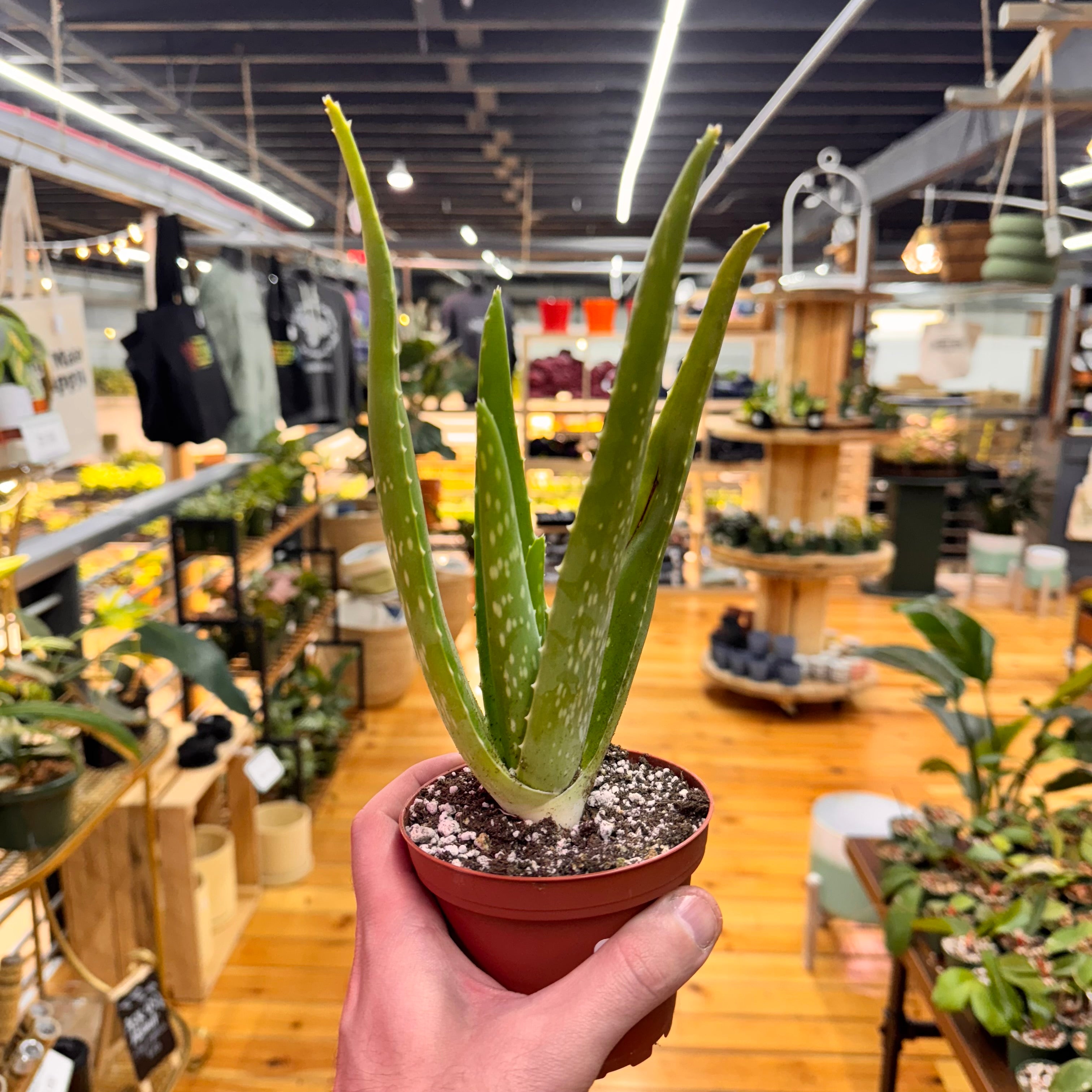 Aloe Vera
