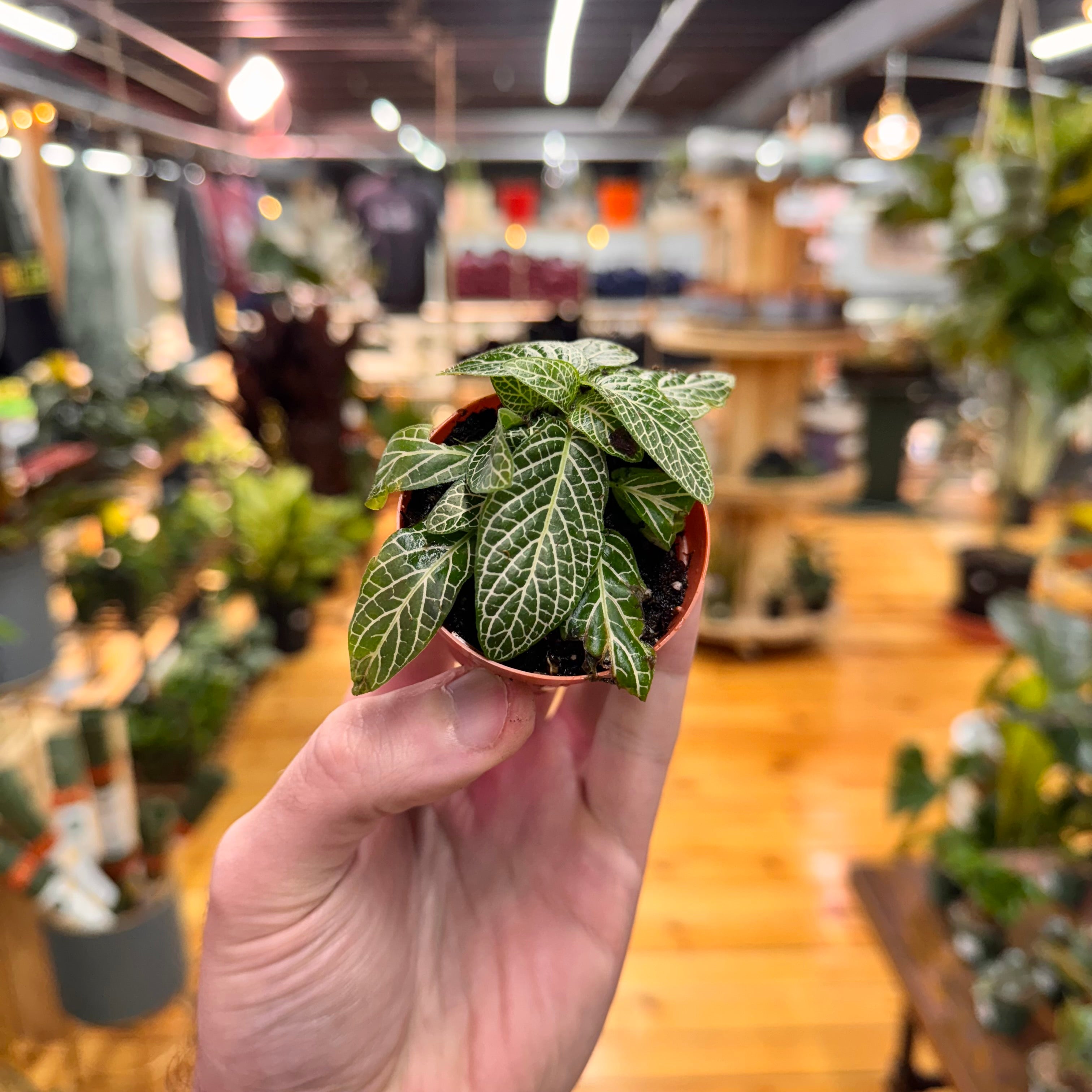 Fittonia &