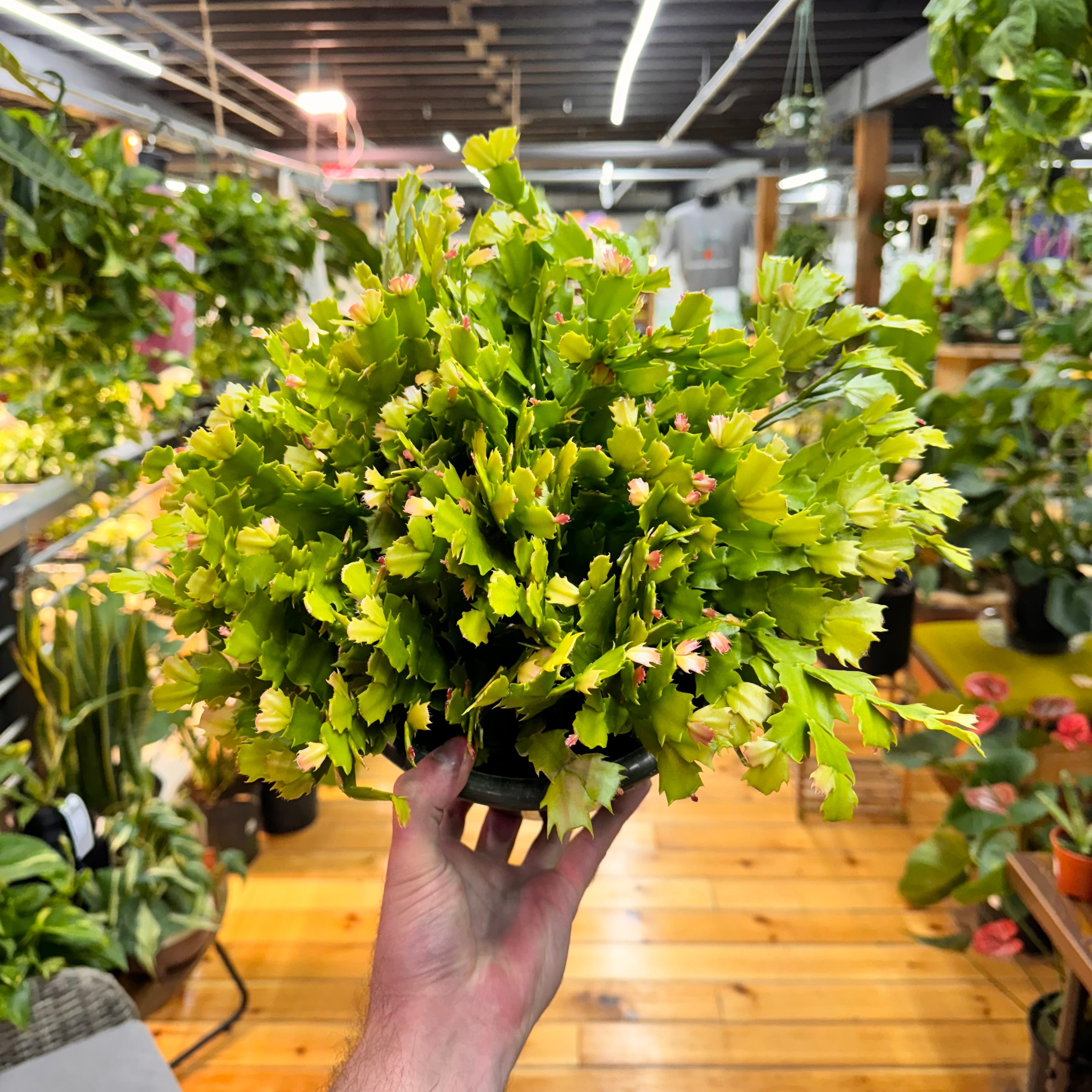 Schlumbergera Holiday Cactus