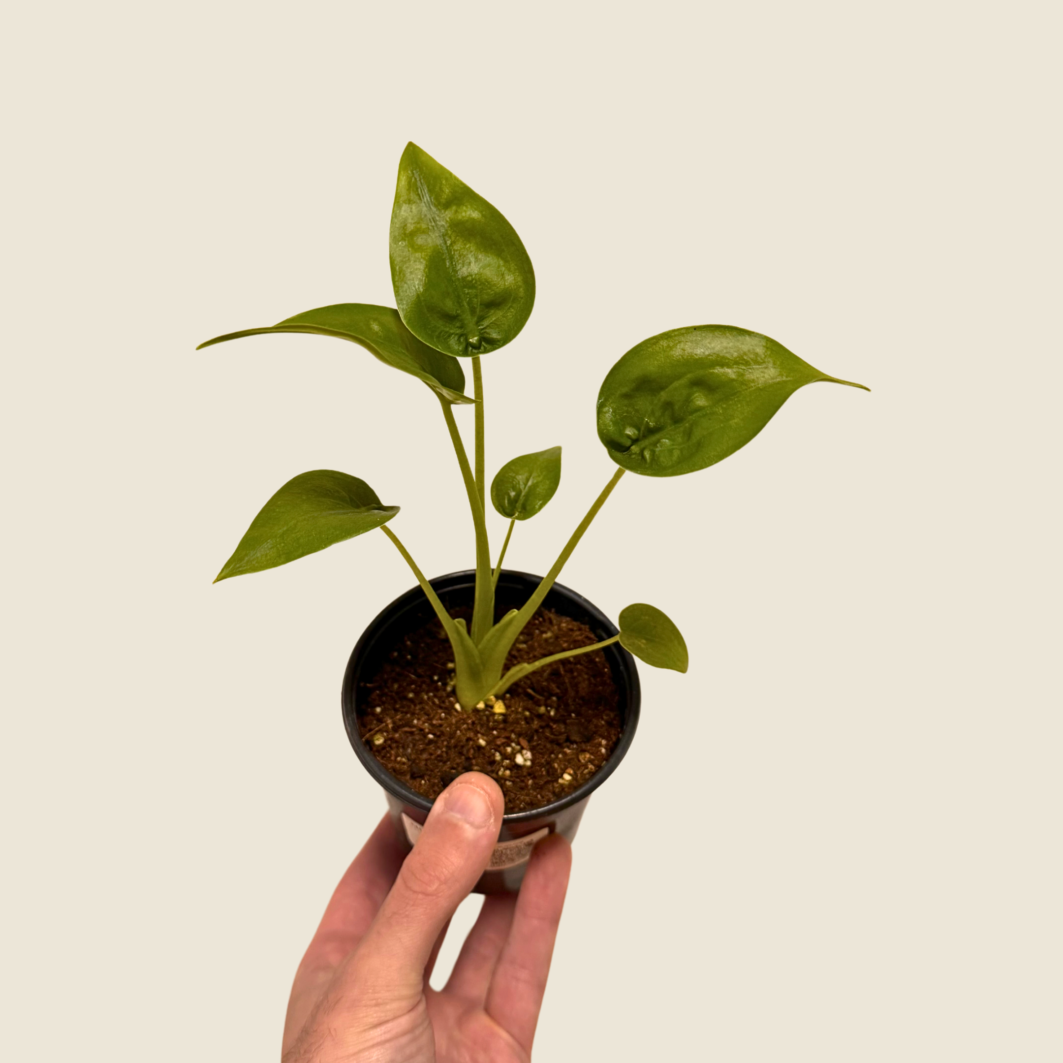 4" Alocasia Tiny Dancer