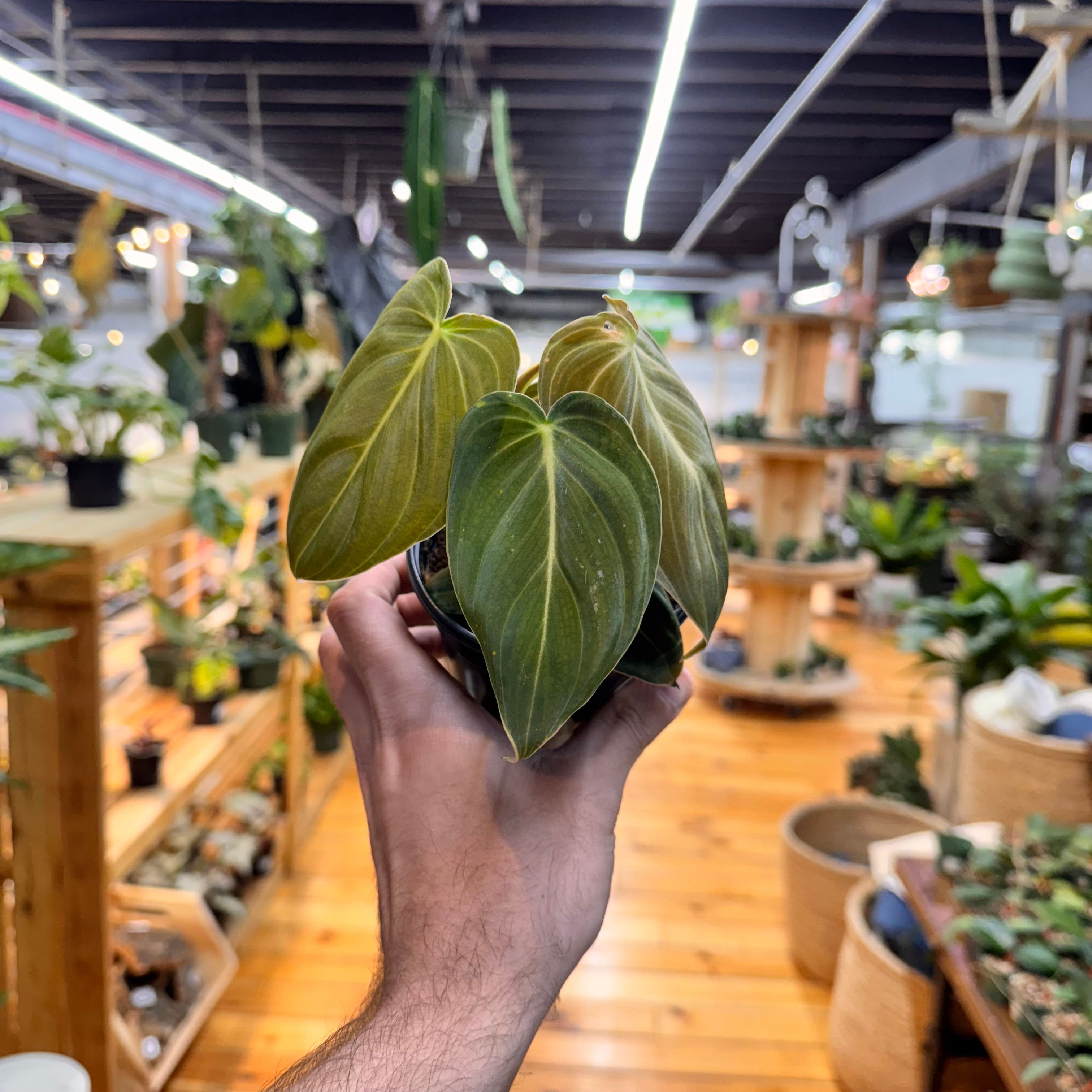 Philodendron Melanochrysum