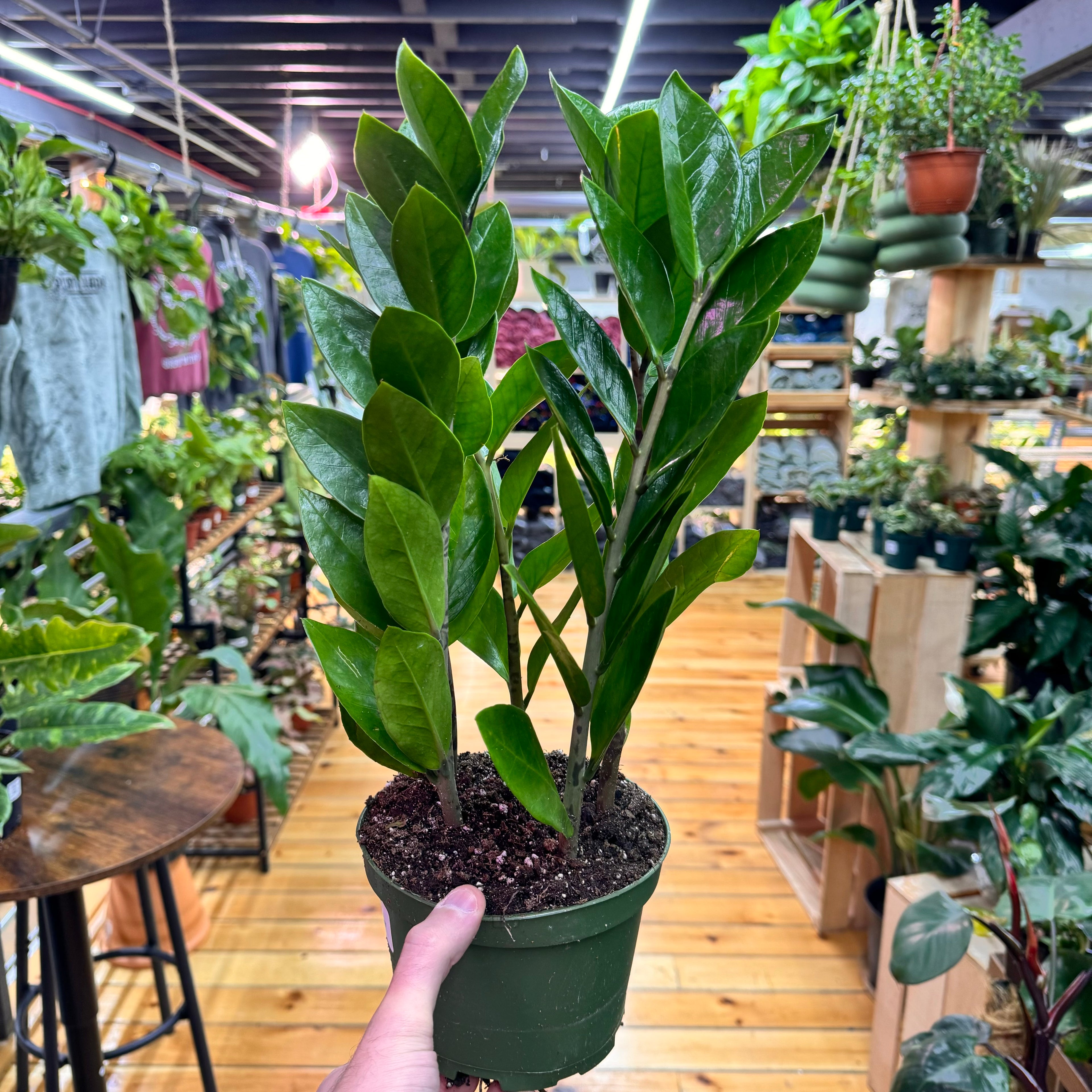 Zamioculas Zamiifolia &