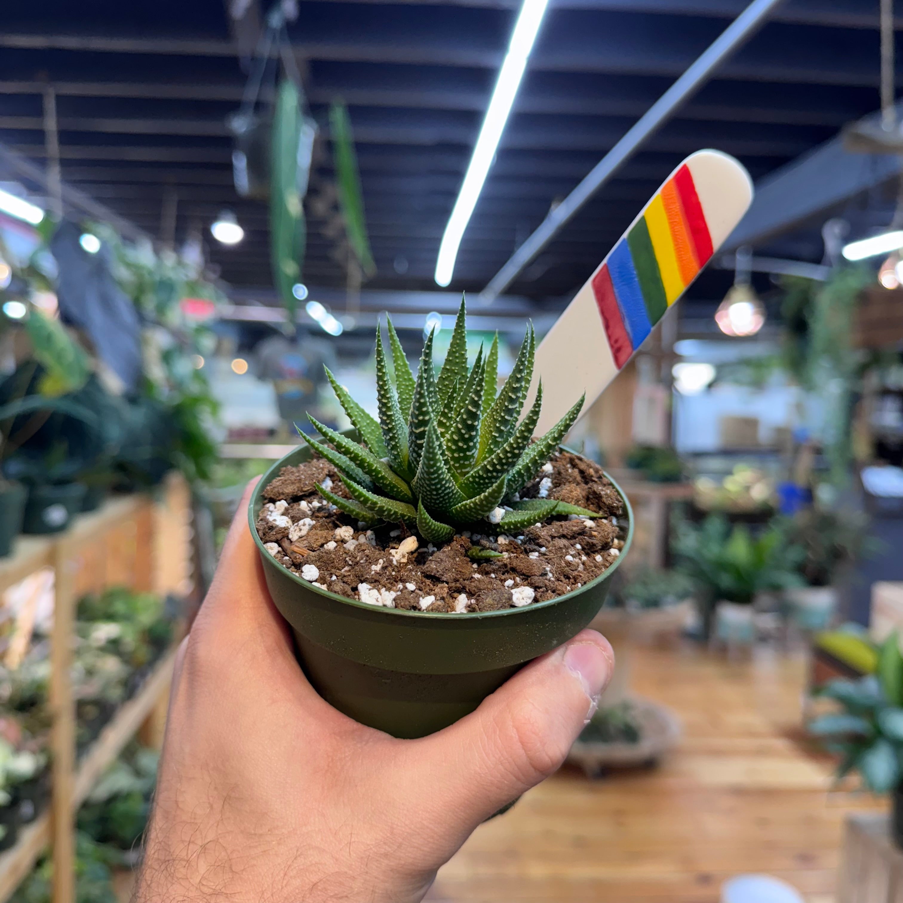 Haworthia Zebra Succulent