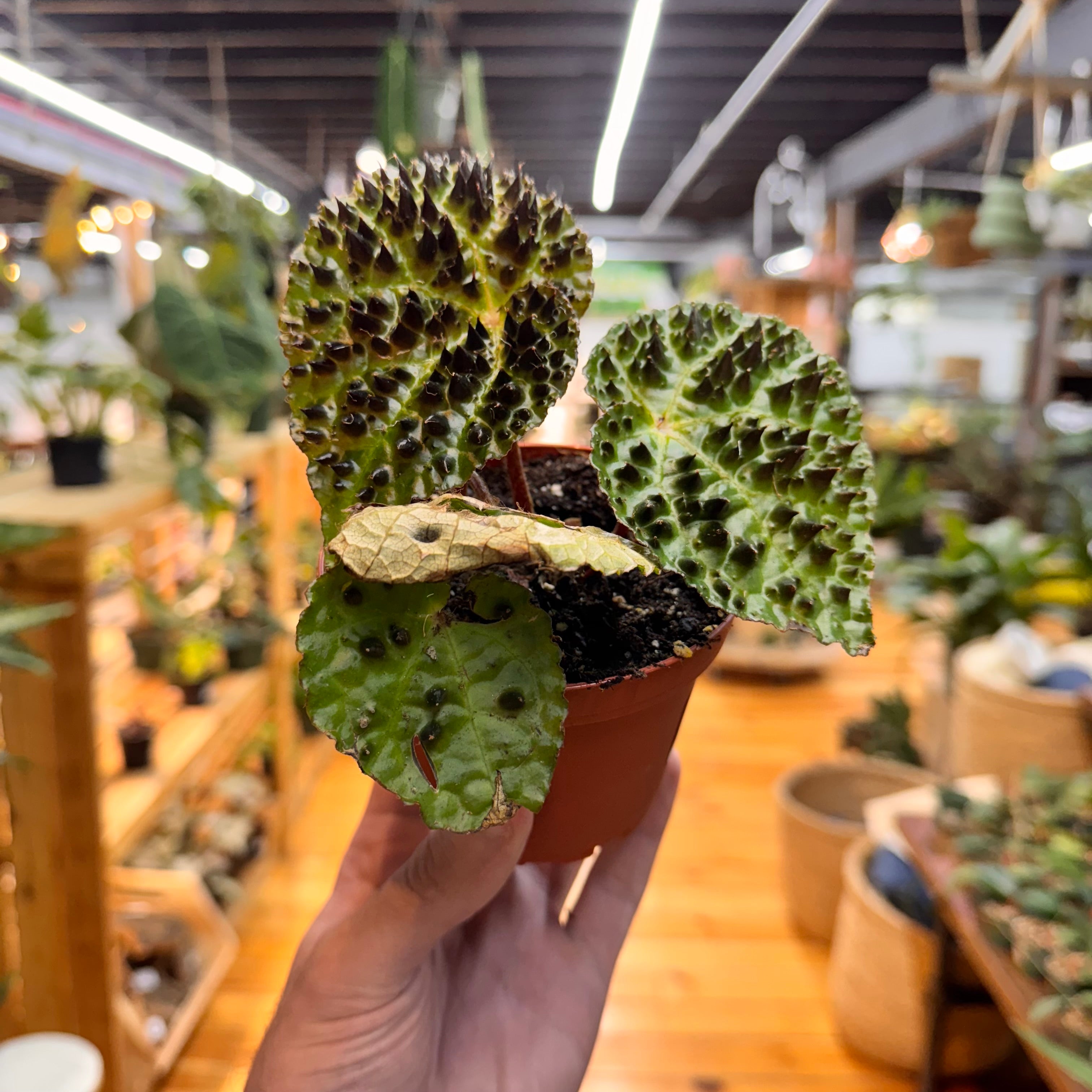 Begonia Ferox