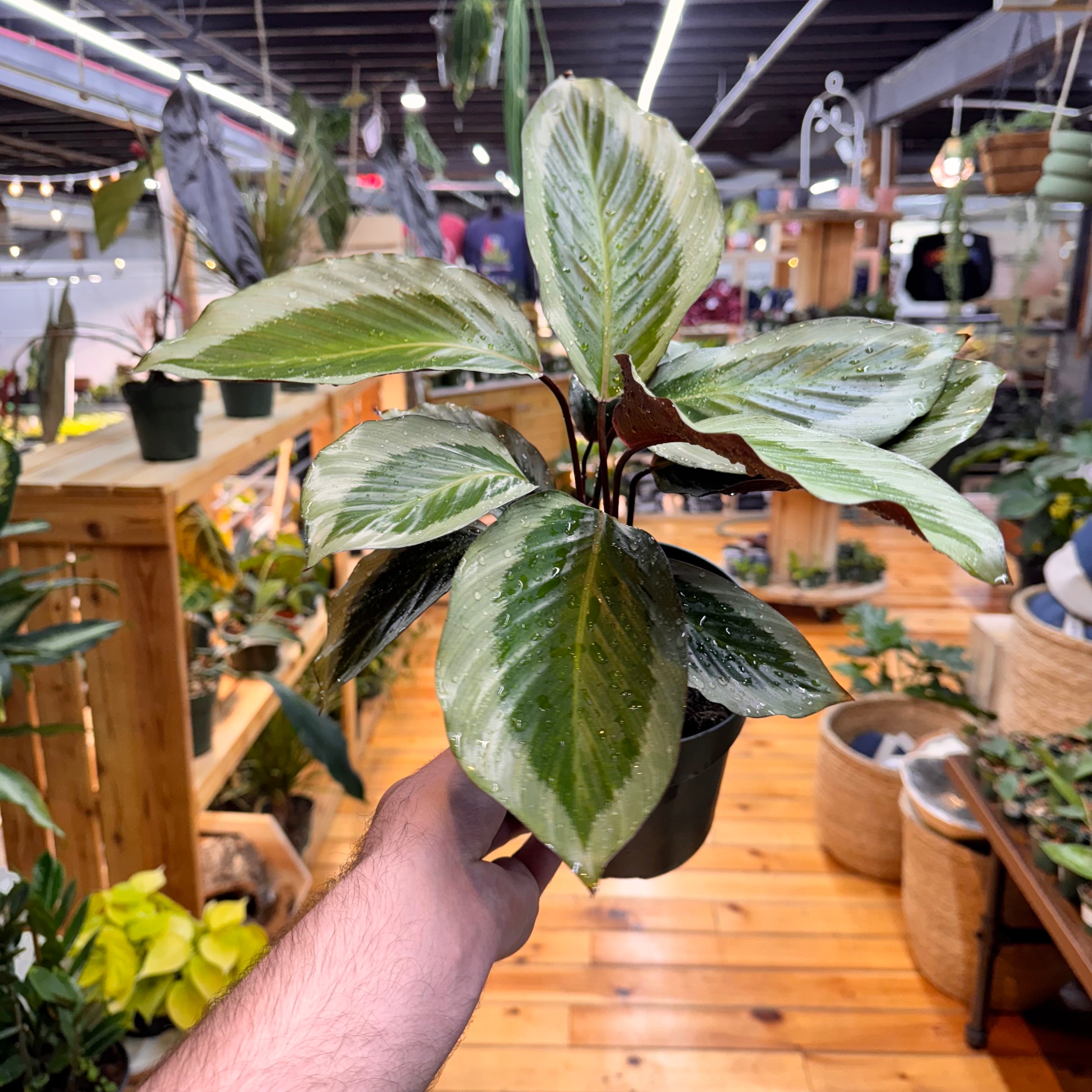 Calathea Holiday