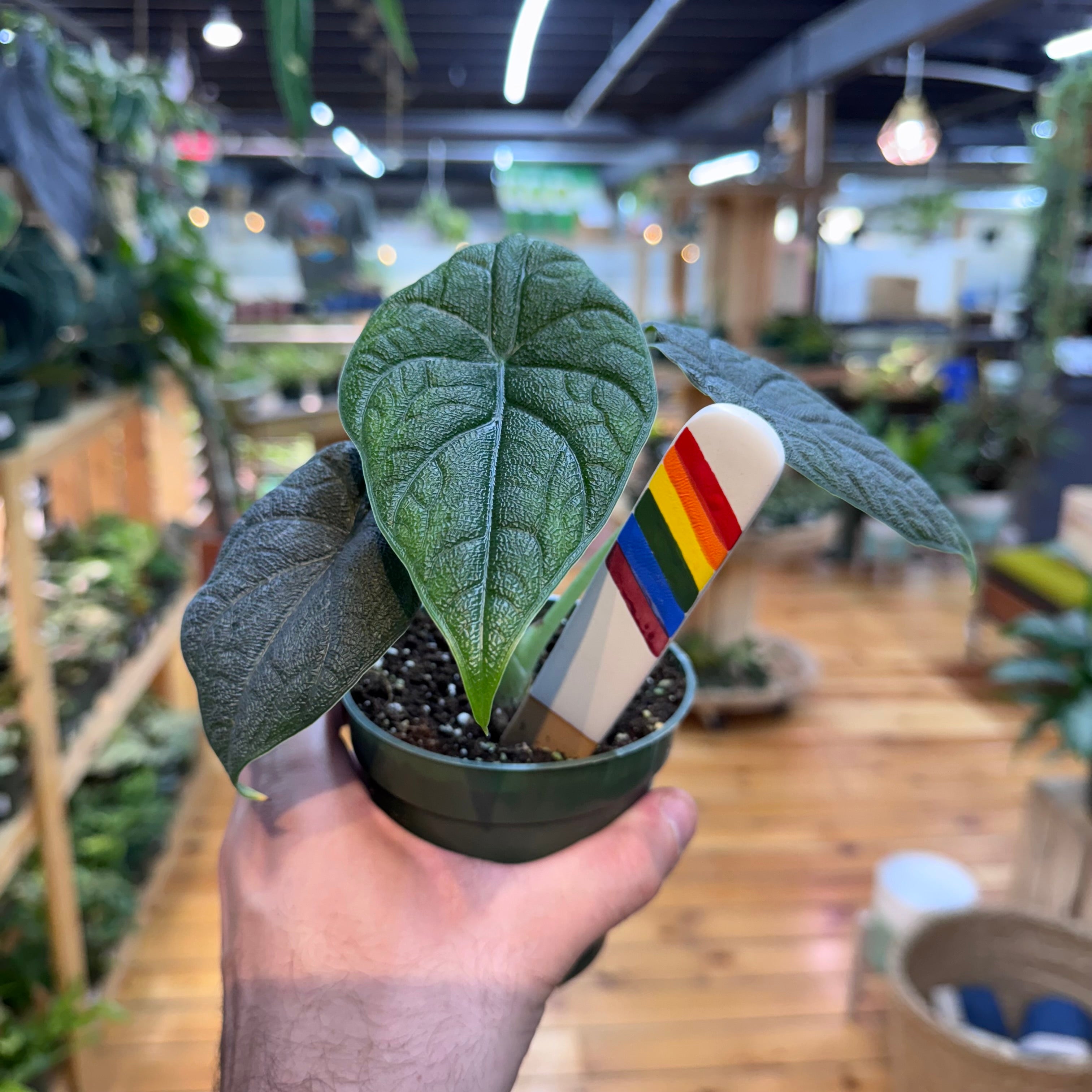 Alocasia Melo