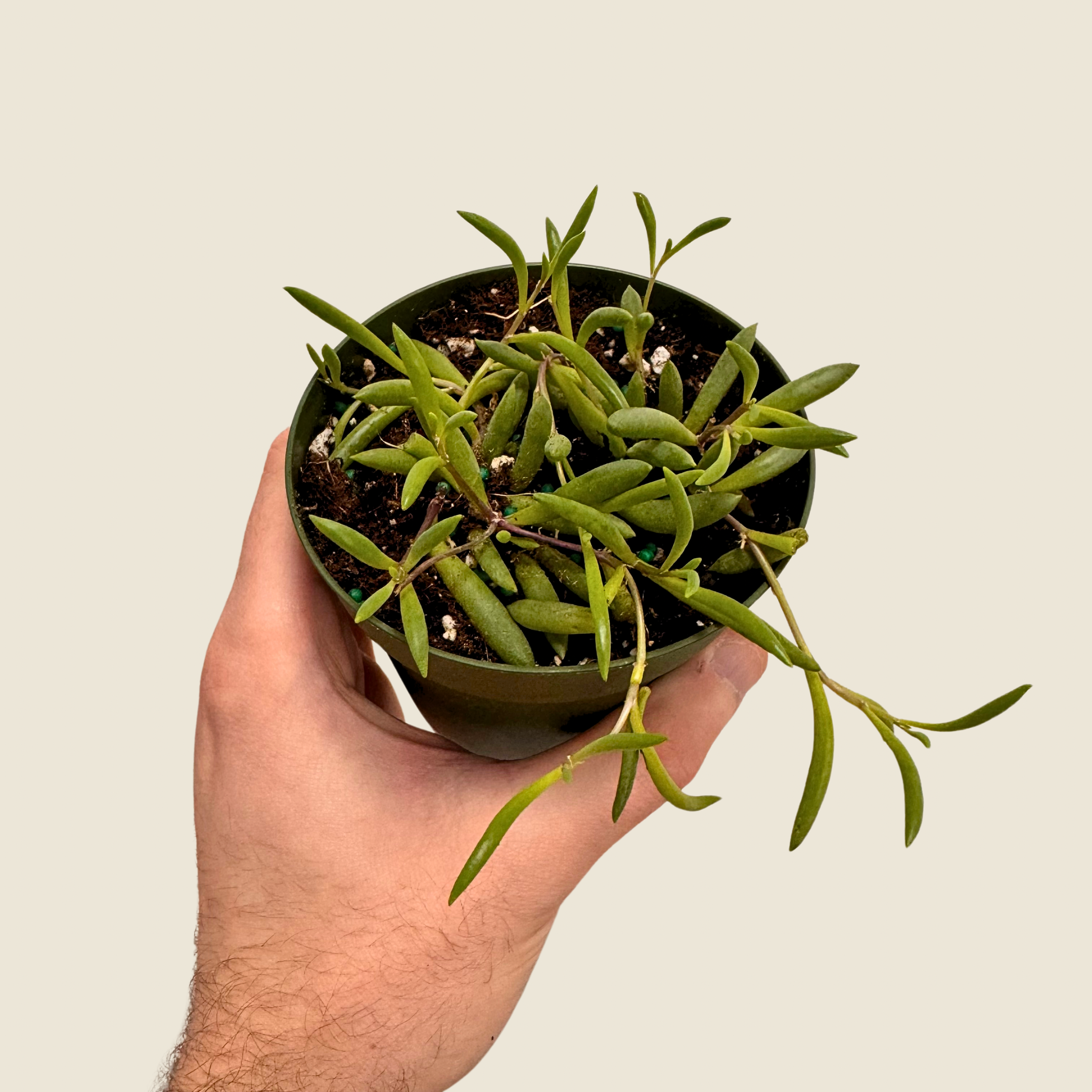 String of Rubies